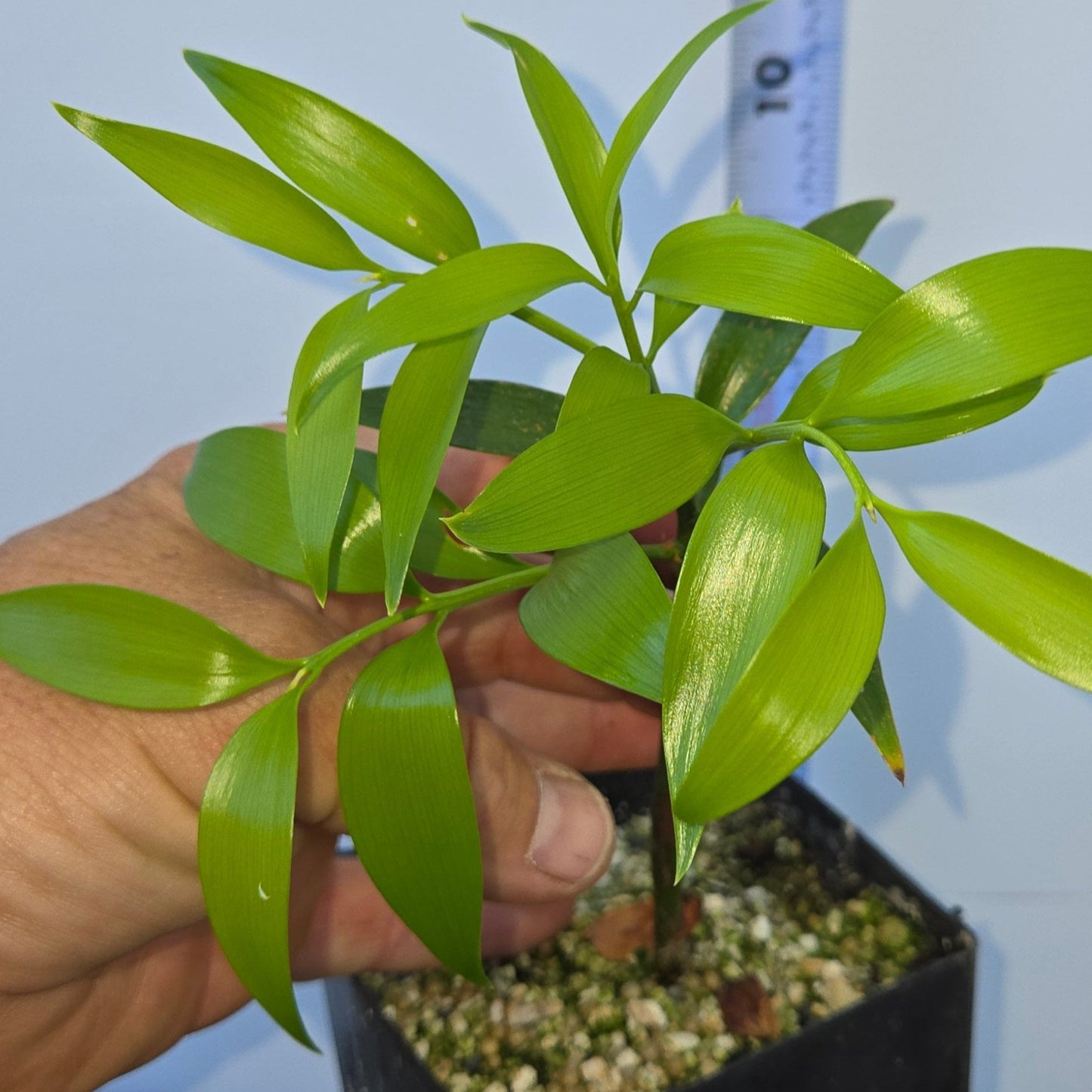 Nageia nagi, Asian Bayberry