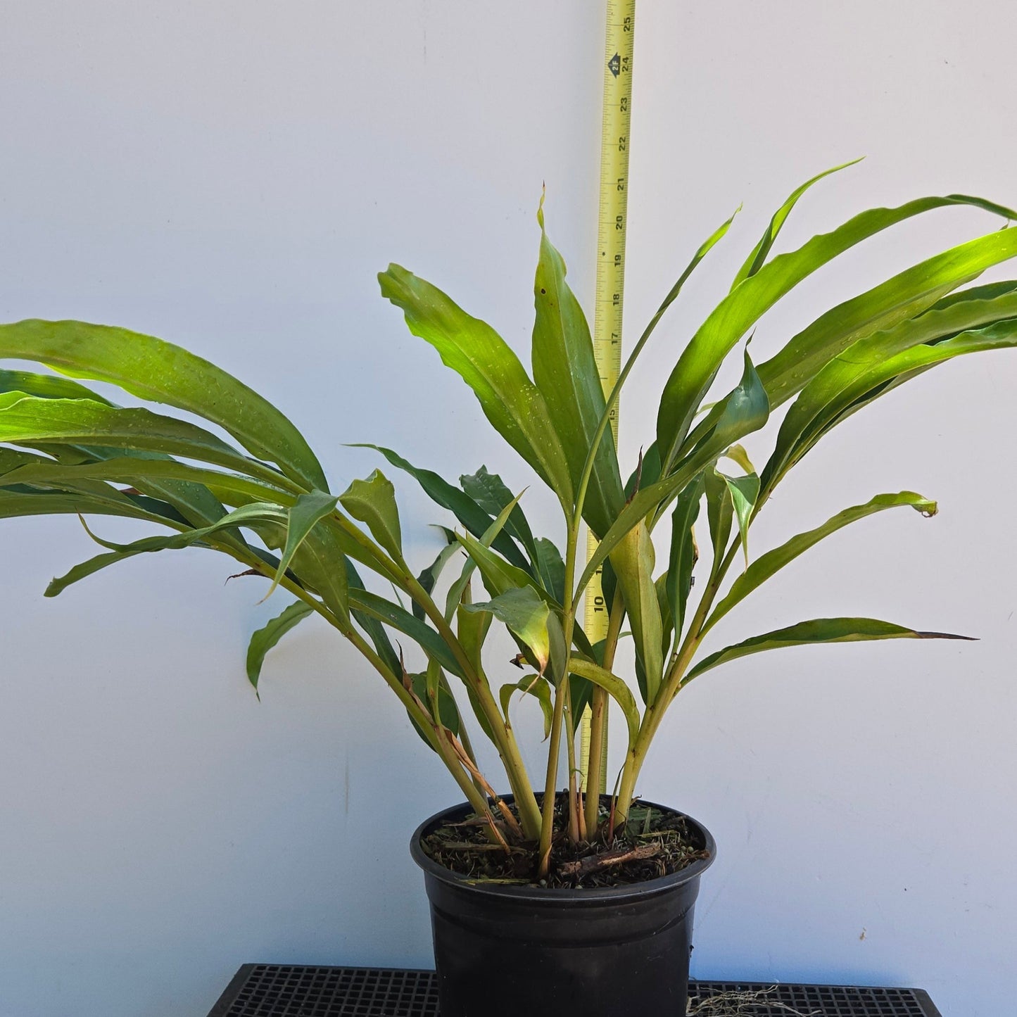 Alpinia zerumbet, Shell Ginger.
