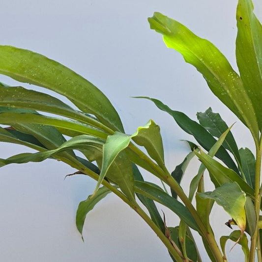 Alpinia zerumbet, Shell Ginger.