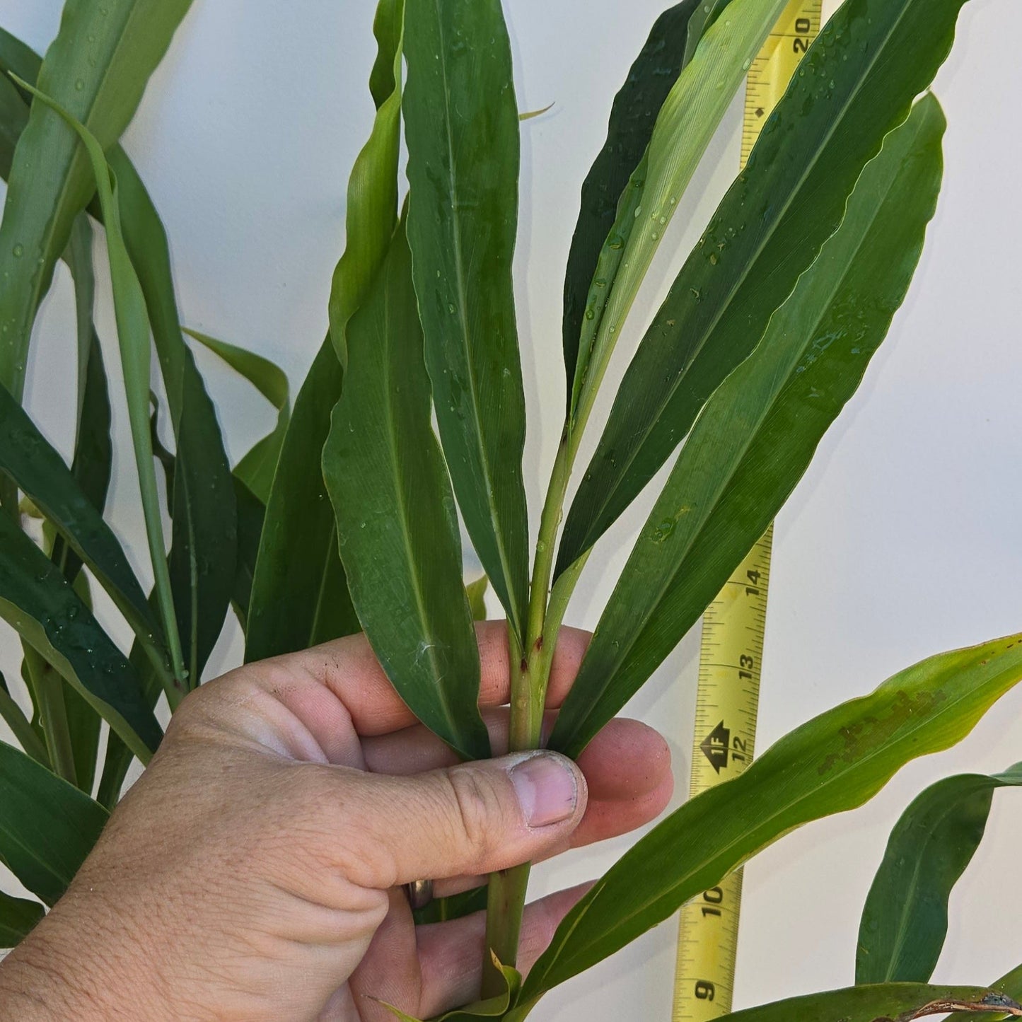 Alpinia zerumbet, Shell Ginger.