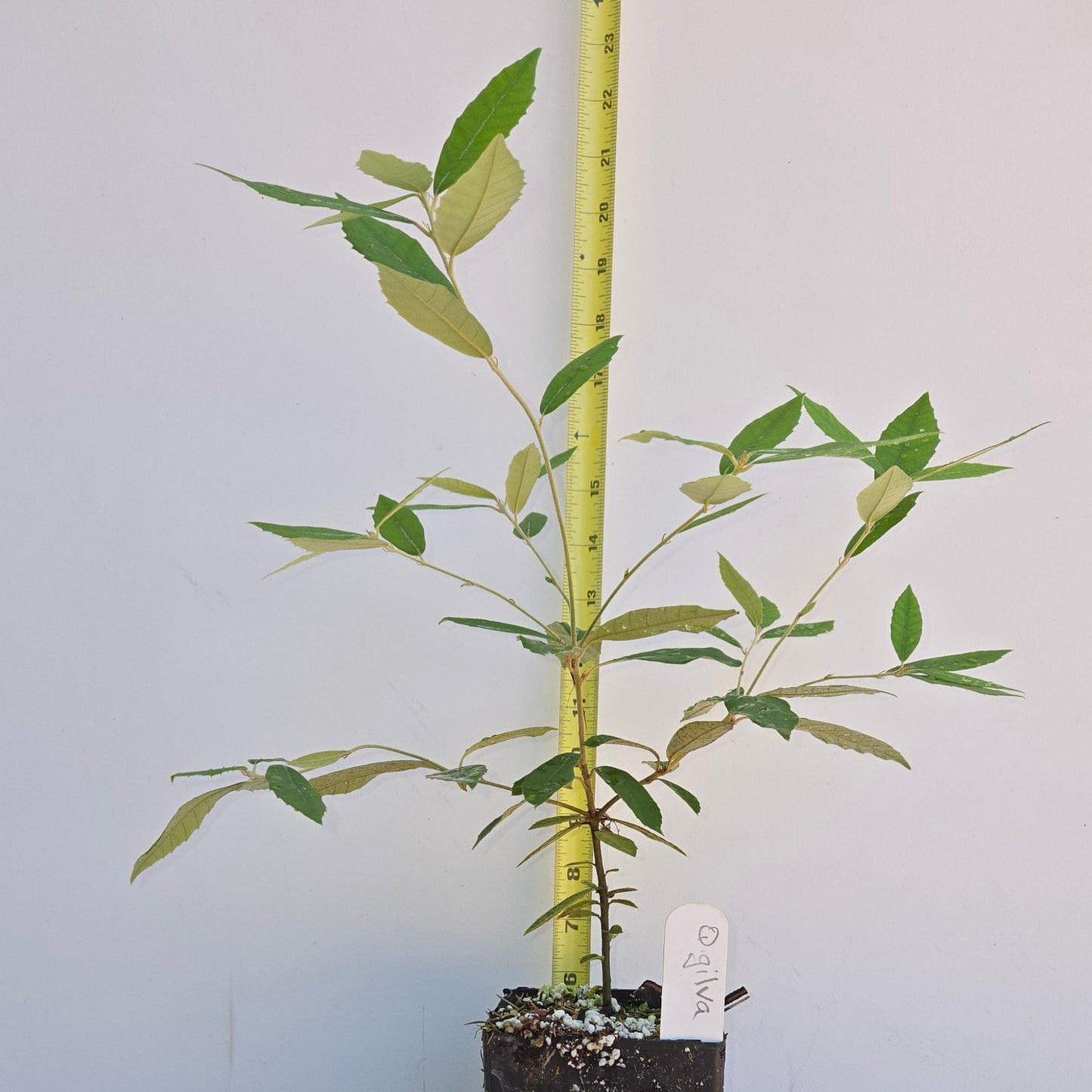 Quercus gilva, Red Bark Oak.