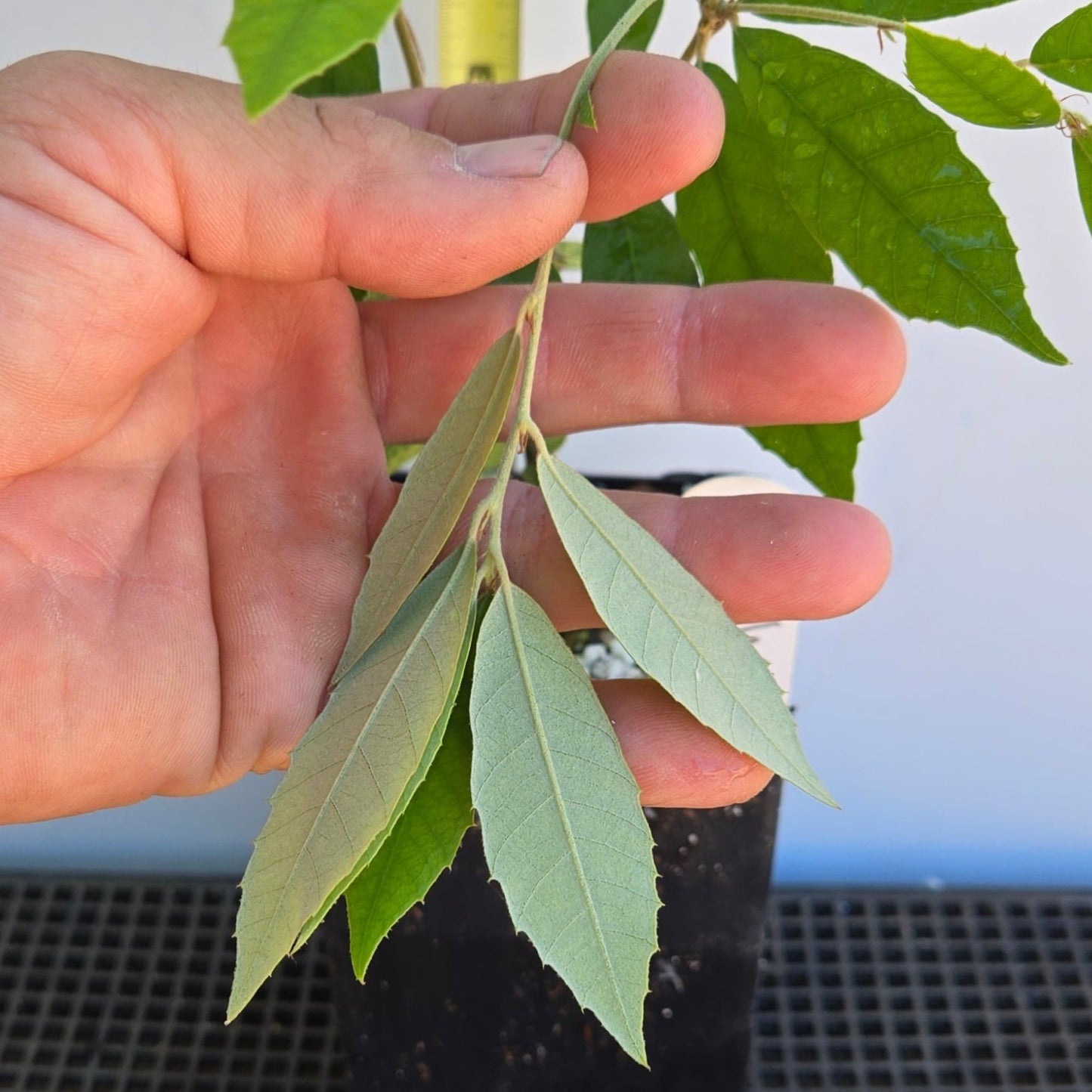 Quercus gilva, Red Bark Oak.