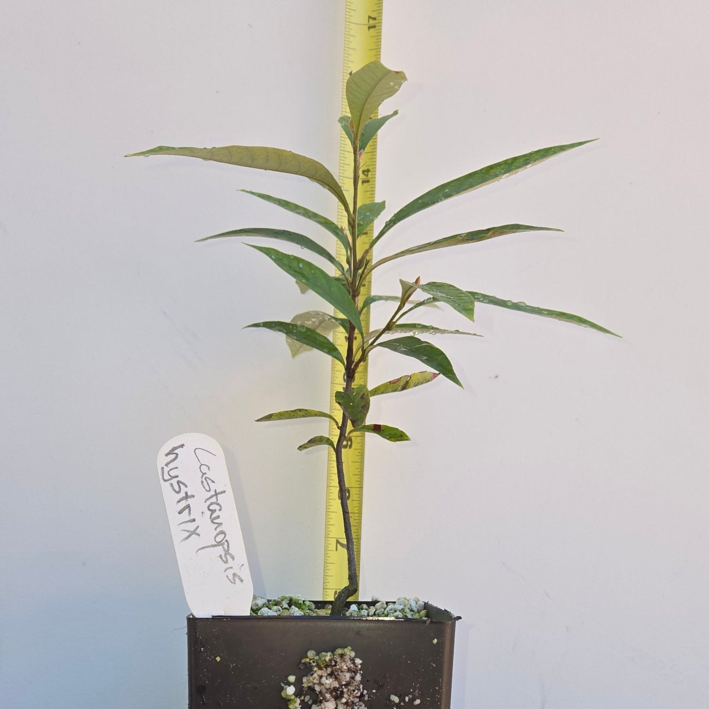 Castanopsis hystrix, Patle Katus.