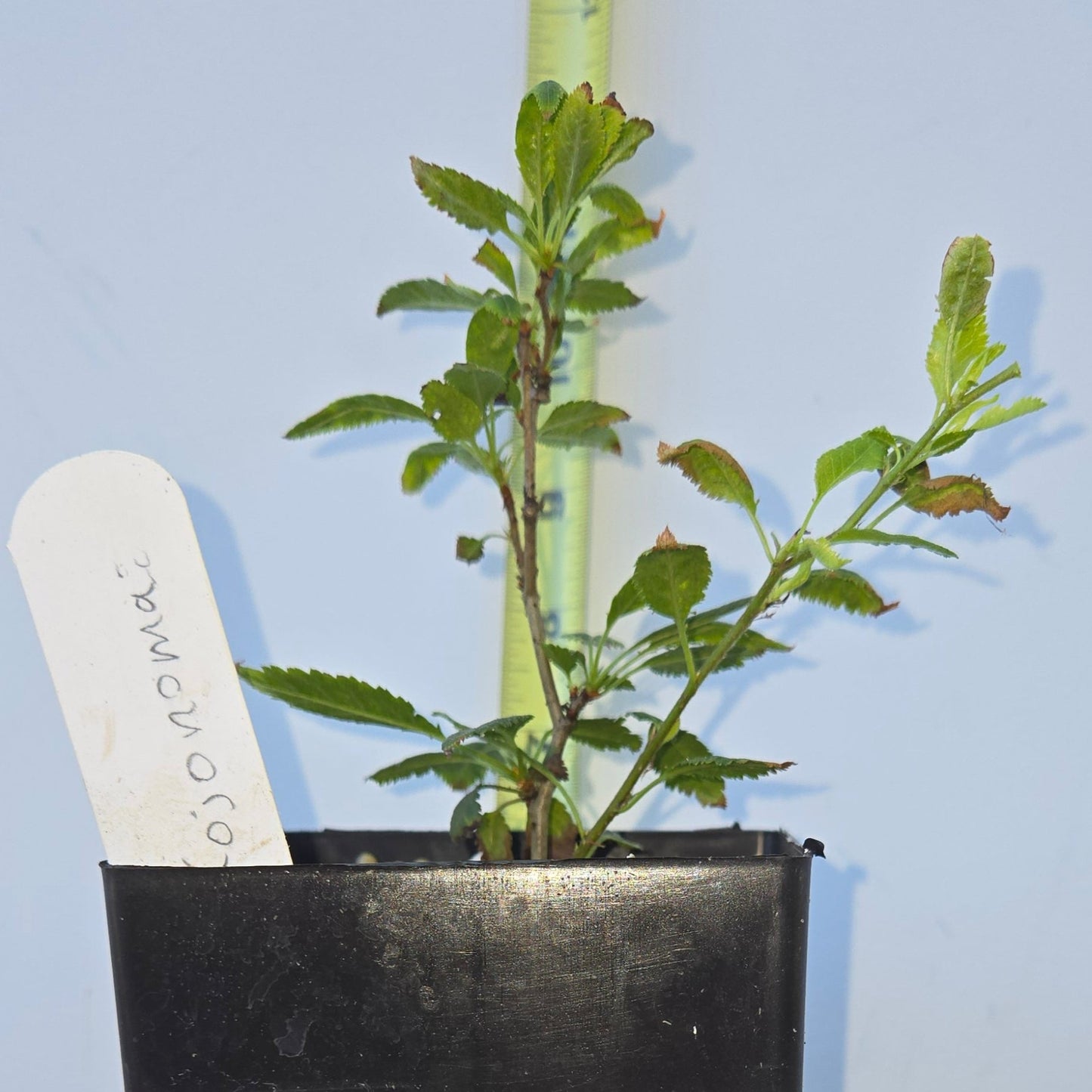 Prunus incisa, 'Kojo No Mai', Contorted Fuji Cherry