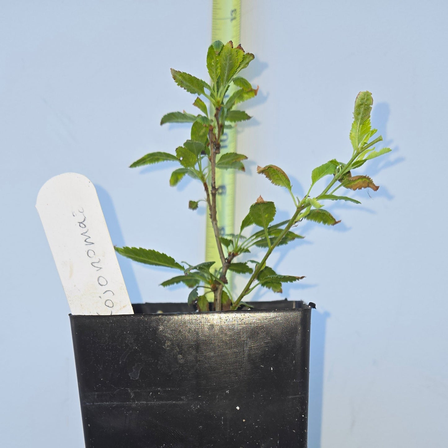 Prunus incisa, 'Kojo No Mai', Contorted Fuji Cherry
