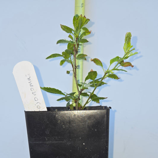 Prunus incisa, 'Kojo No Mai', Contorted Fuji Cherry