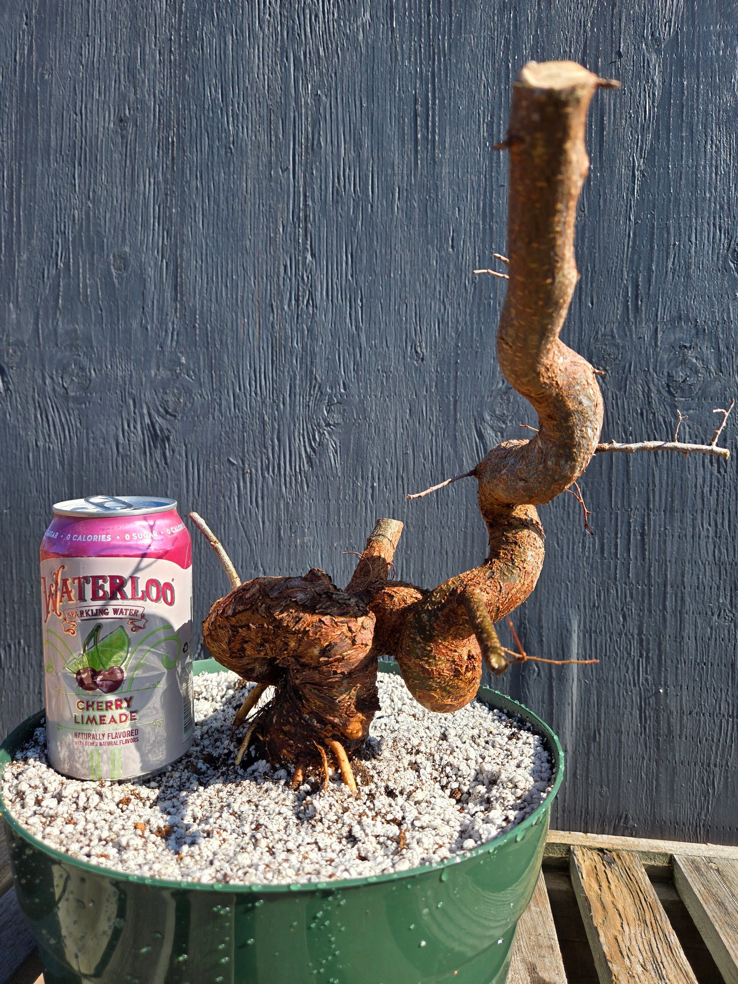 Chinese Elm, Up4