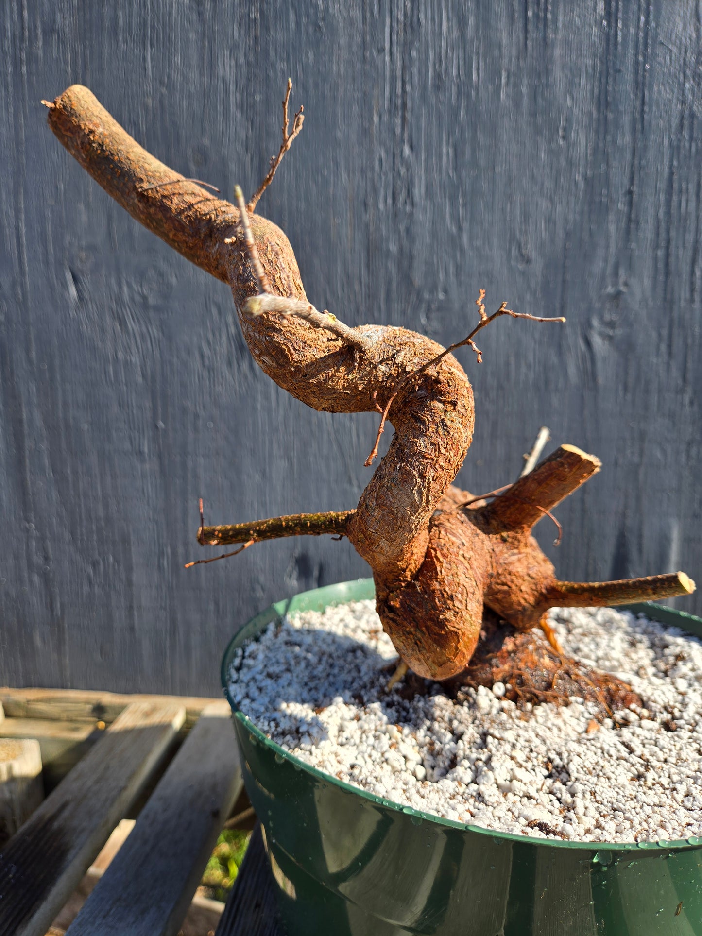 Chinese Elm, Up4