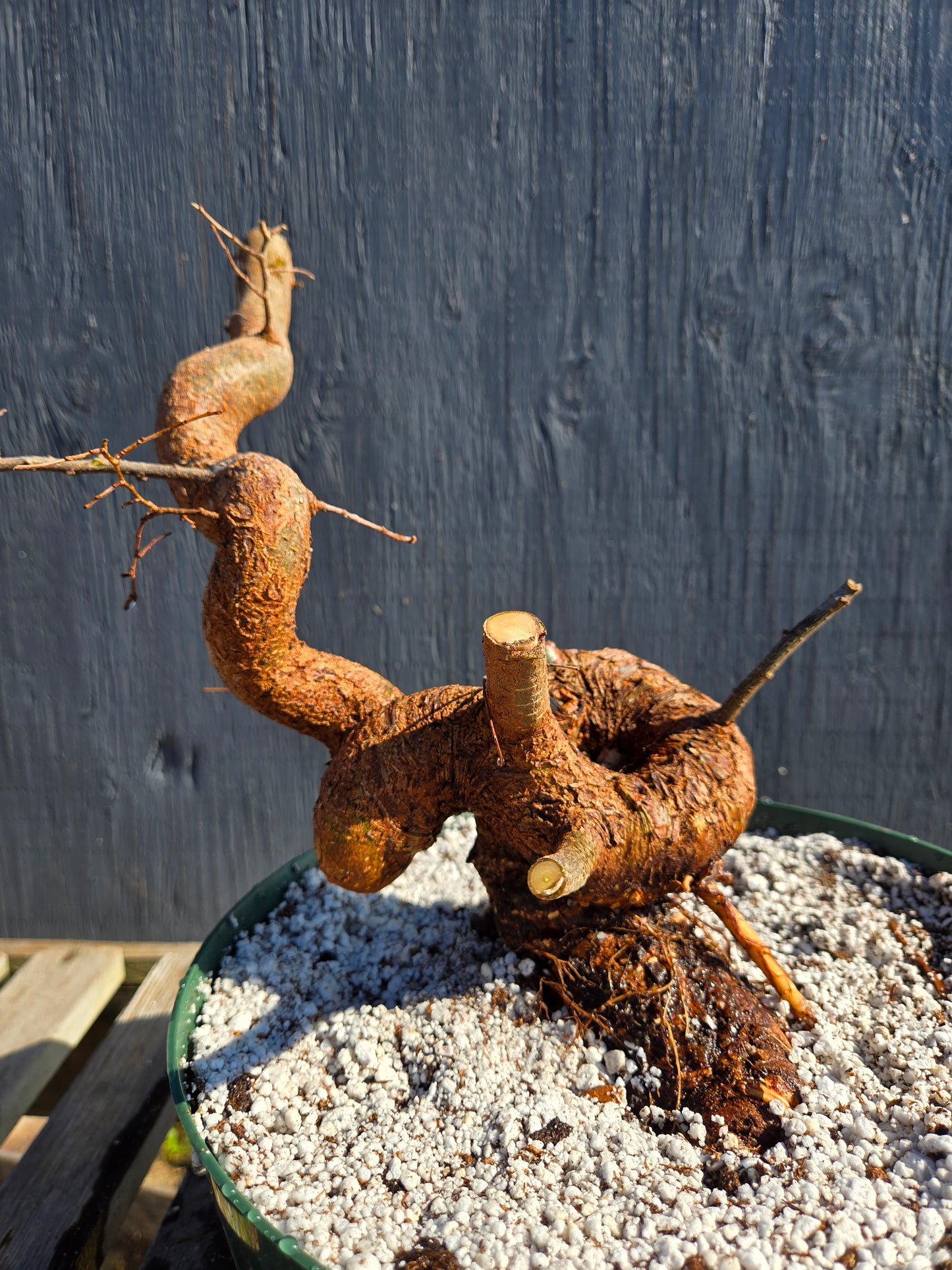 Chinese Elm, Up4