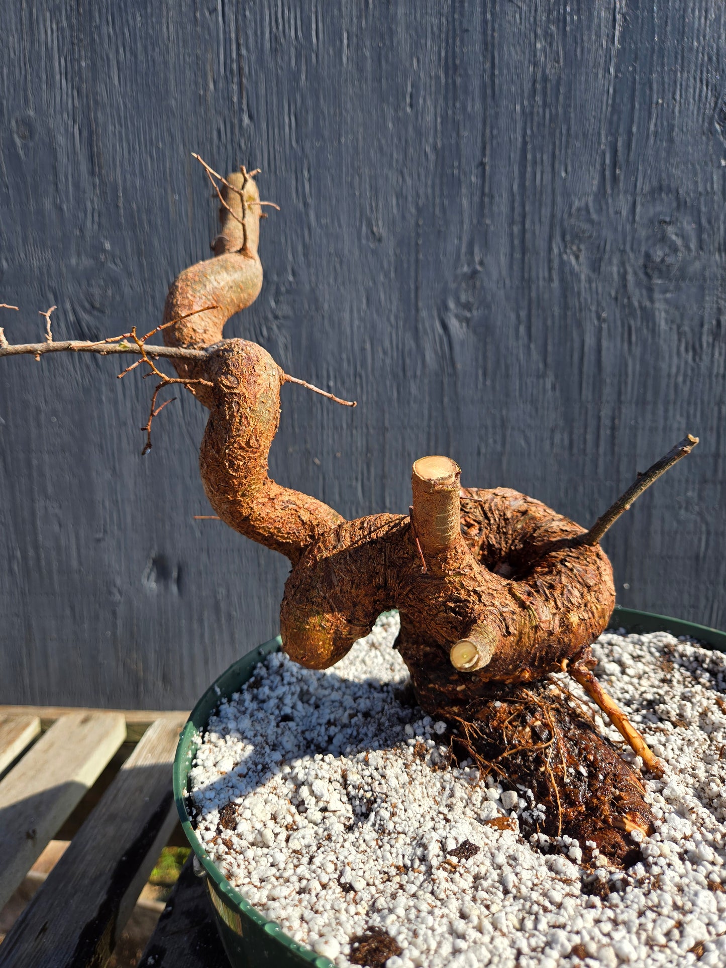 Chinese Elm, Up4