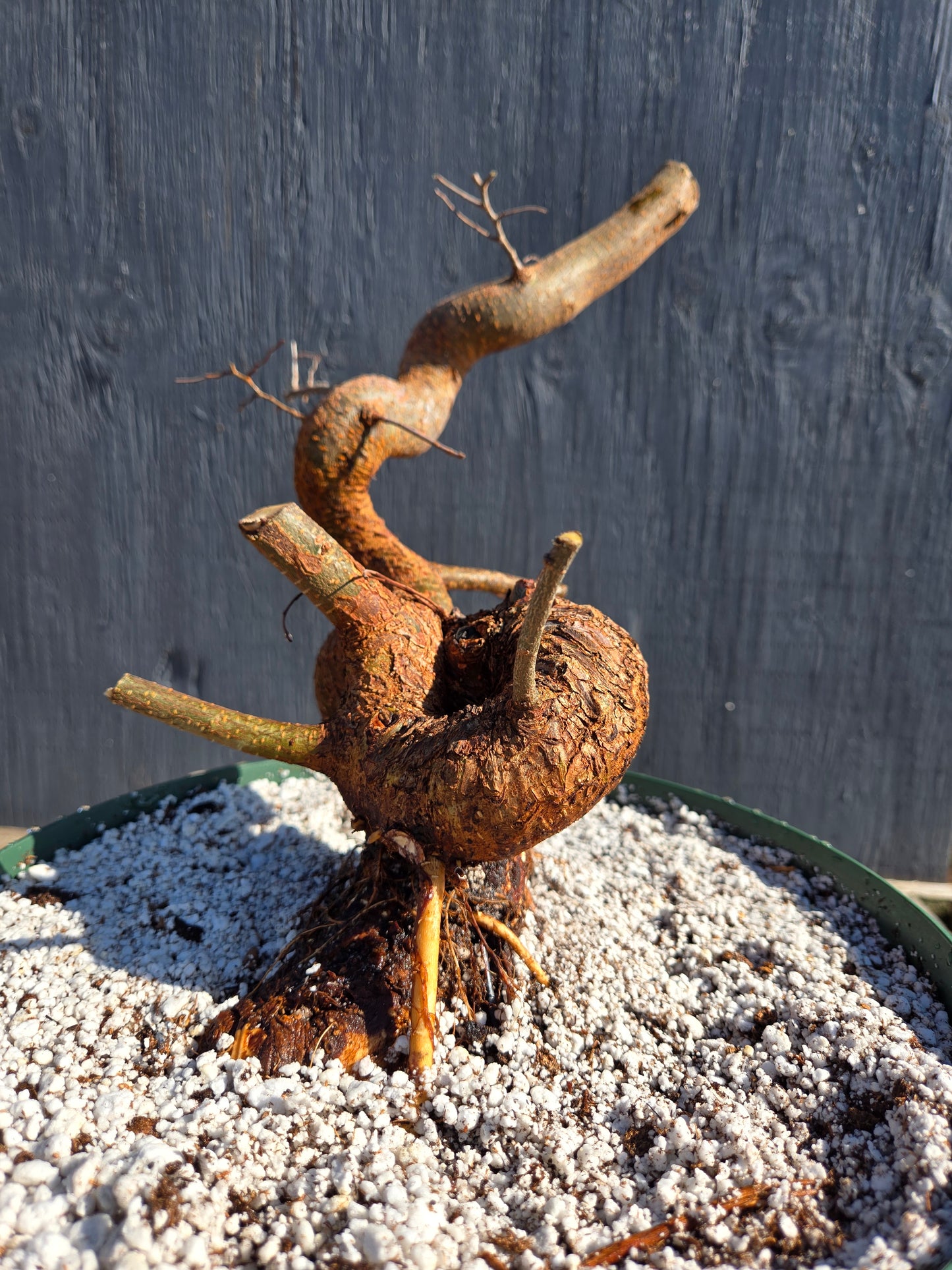 Chinese Elm, Up4