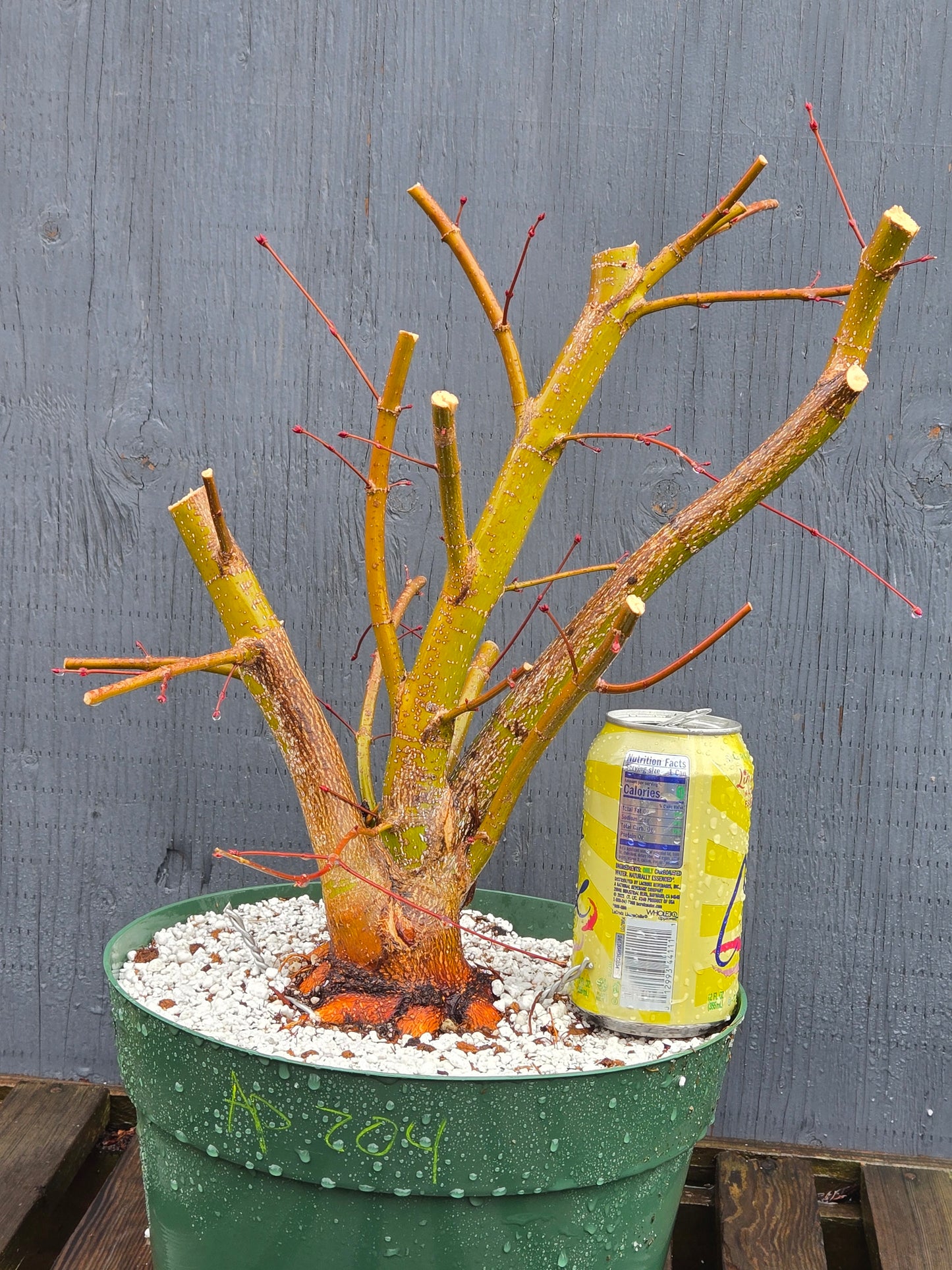 Field Grown Japanese Maple, Acer palmatum. Ap204