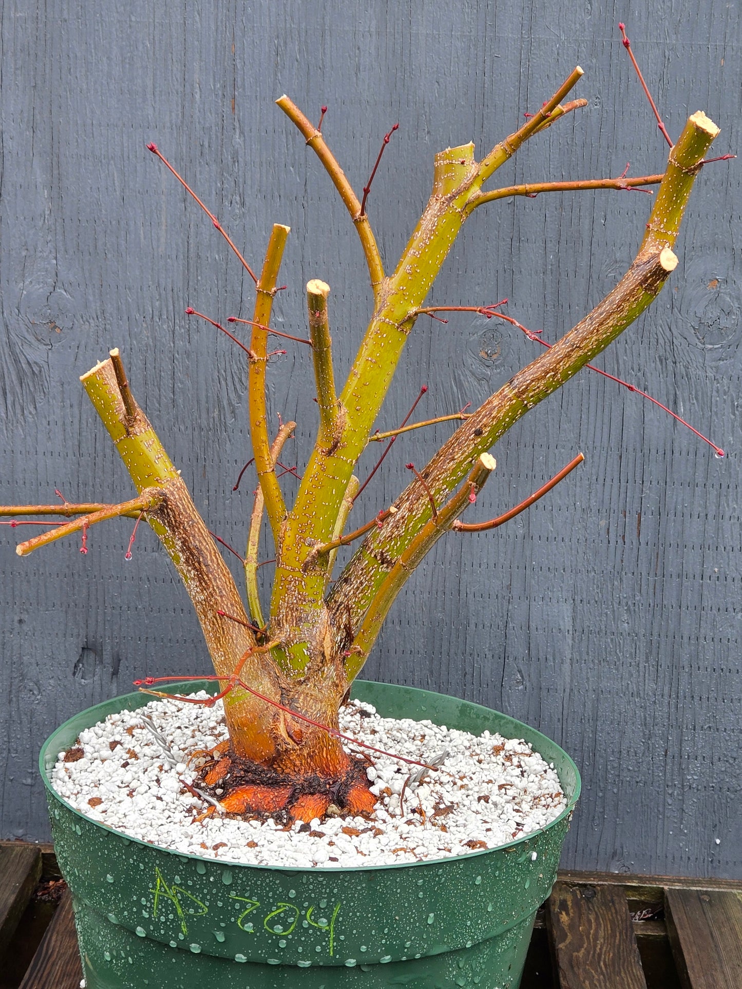 Field Grown Japanese Maple, Acer palmatum. Ap204