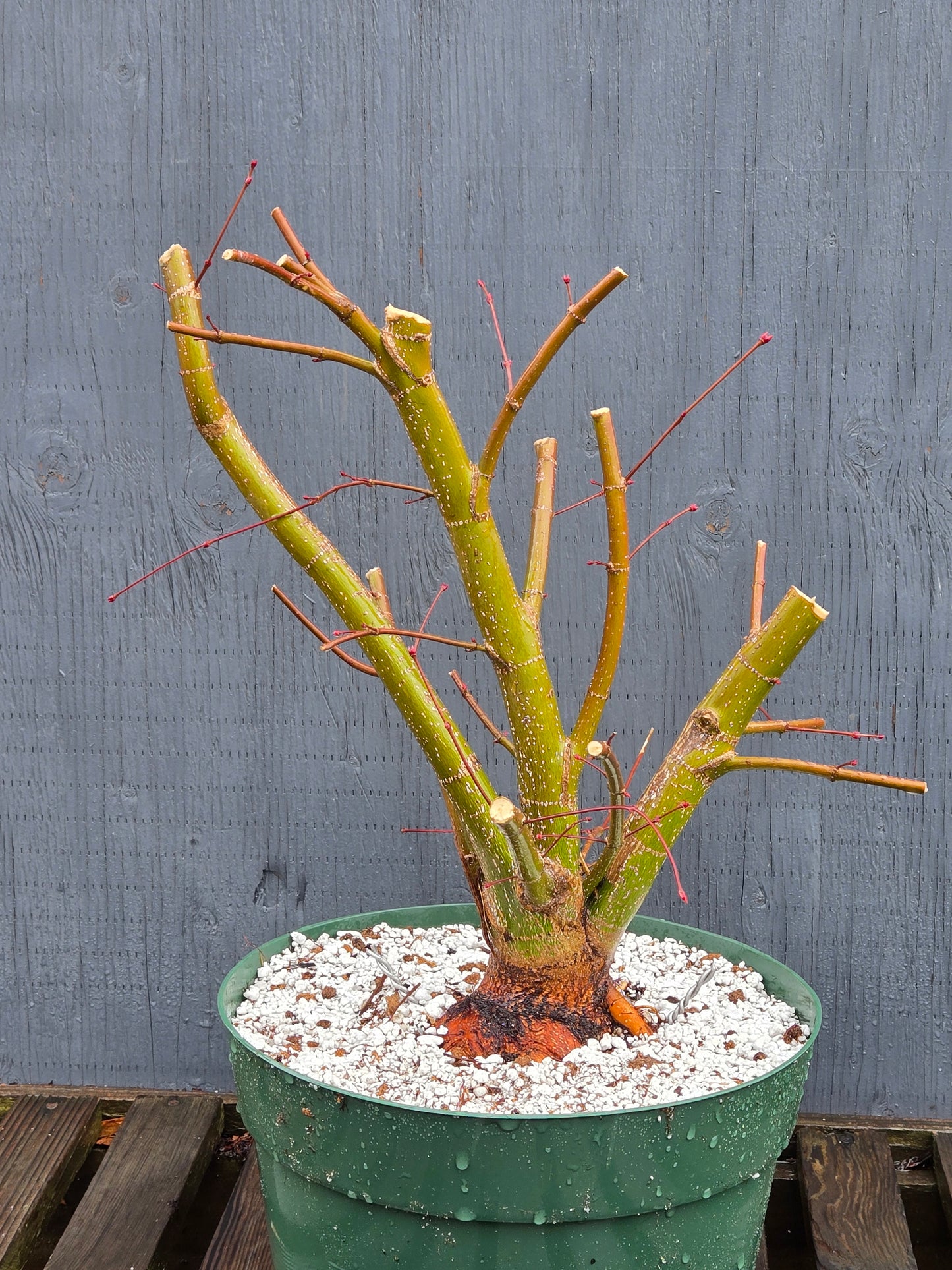 Field Grown Japanese Maple, Acer palmatum. Ap204