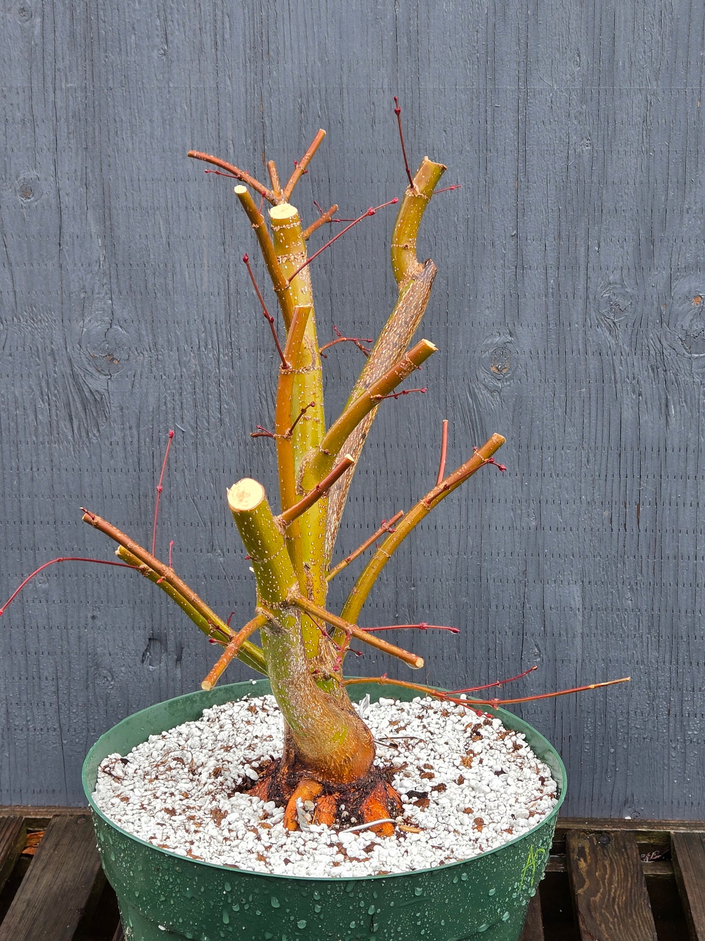 Field Grown Japanese Maple, Acer palmatum. Ap204