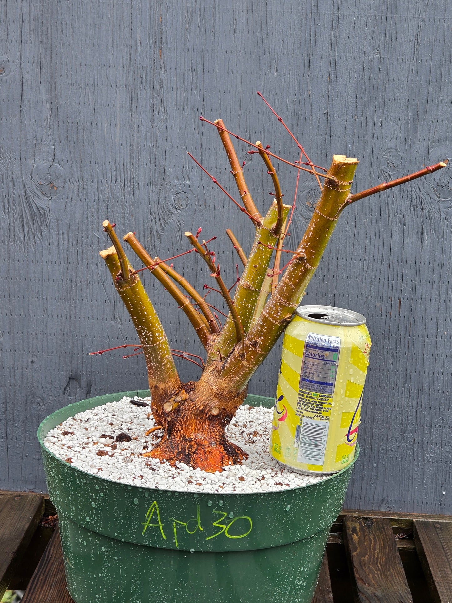 Field Grown Dwarf Japanese Maple, Acer palmatum. Apd130
