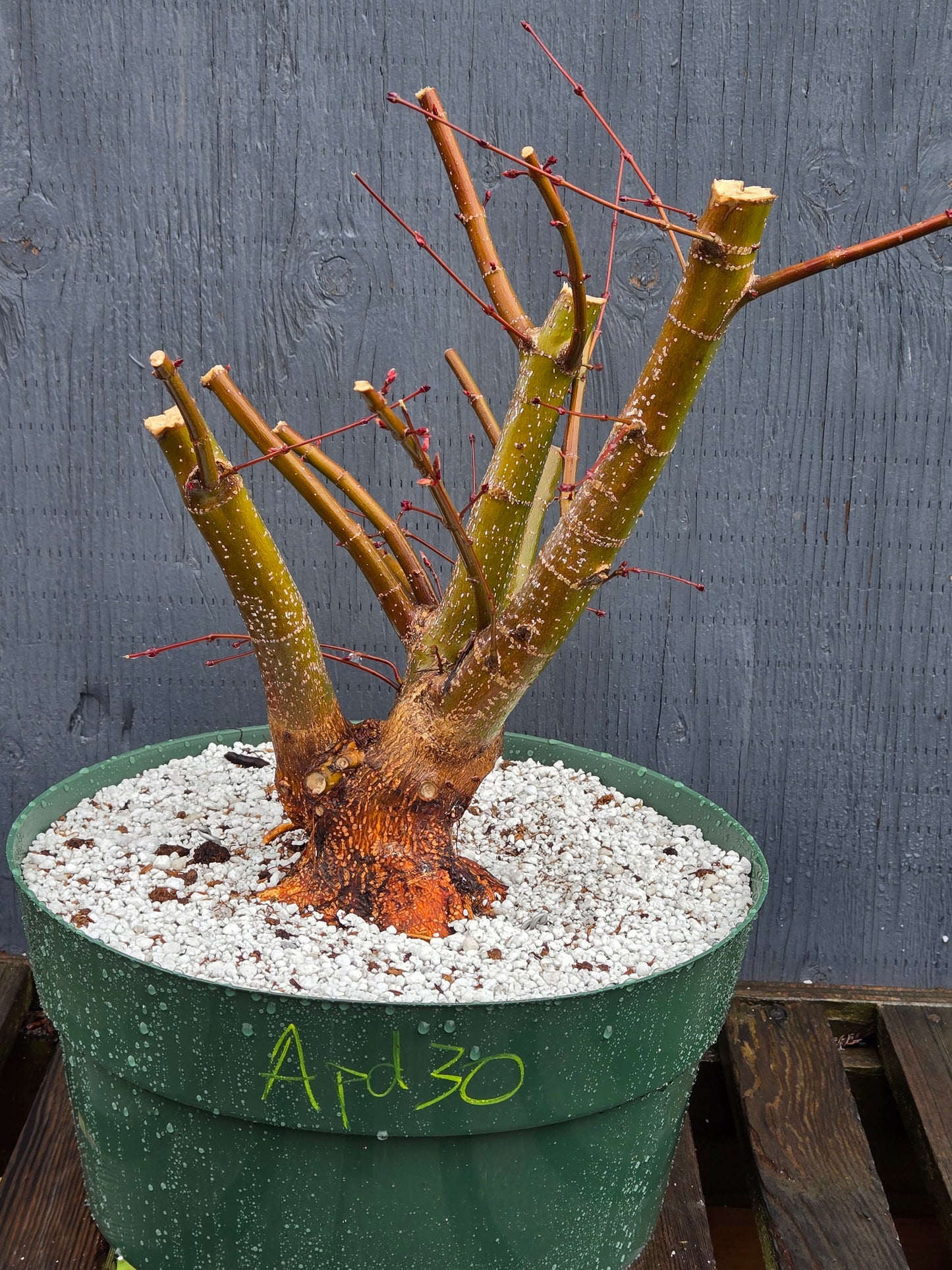 Field Grown Dwarf Japanese Maple, Acer palmatum. Apd130
