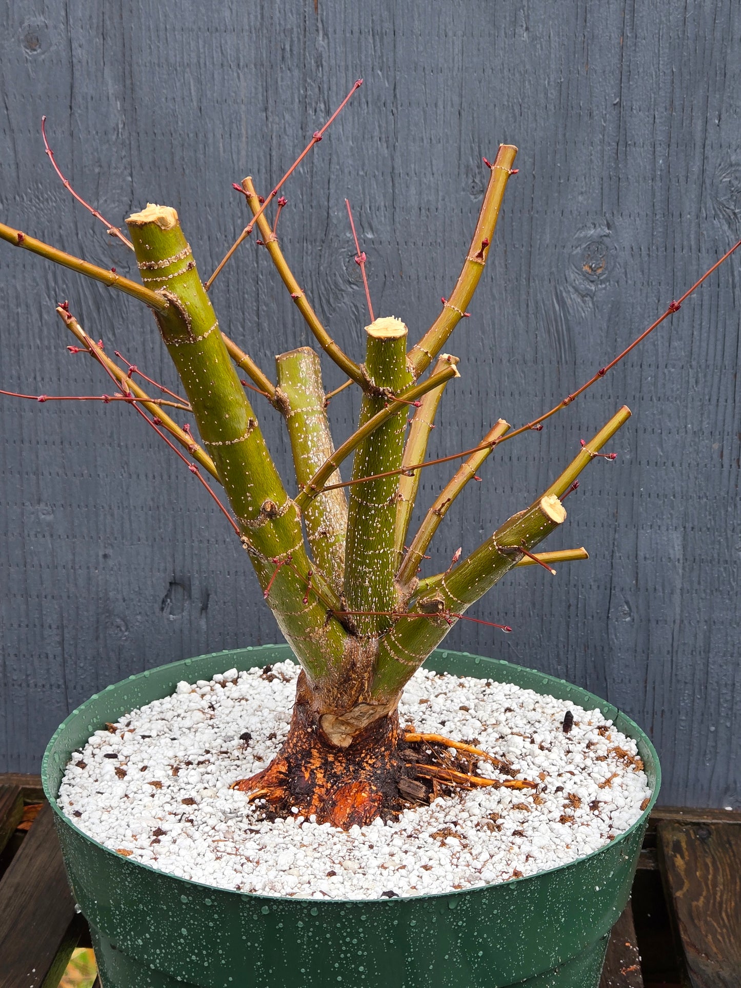 Field Grown Dwarf Japanese Maple, Acer palmatum. Apd130