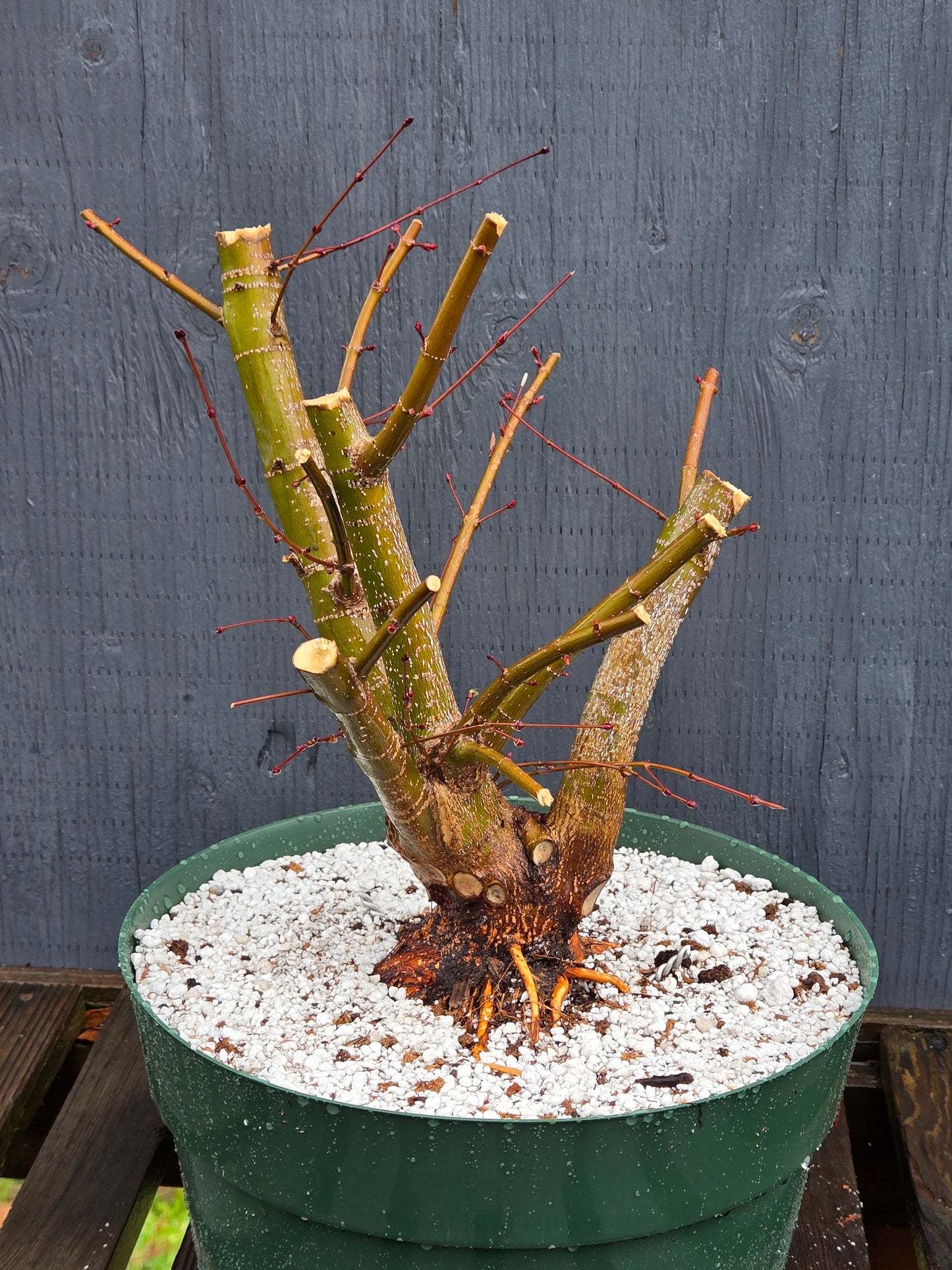 Field Grown Dwarf Japanese Maple, Acer palmatum. Apd130