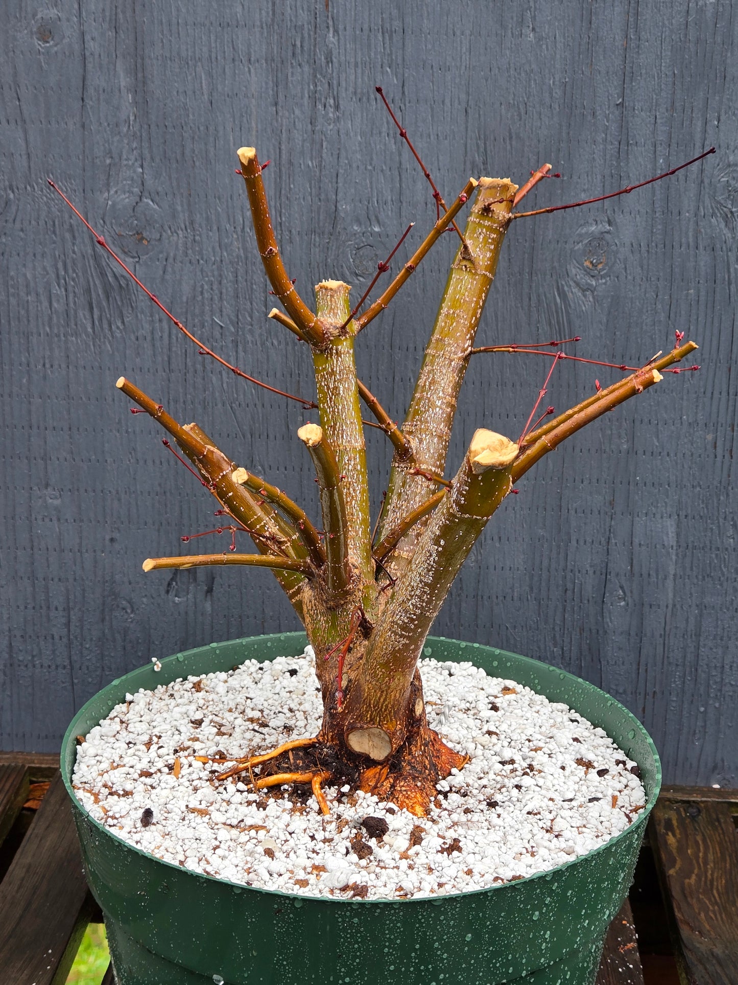 Field Grown Dwarf Japanese Maple, Acer palmatum. Apd130
