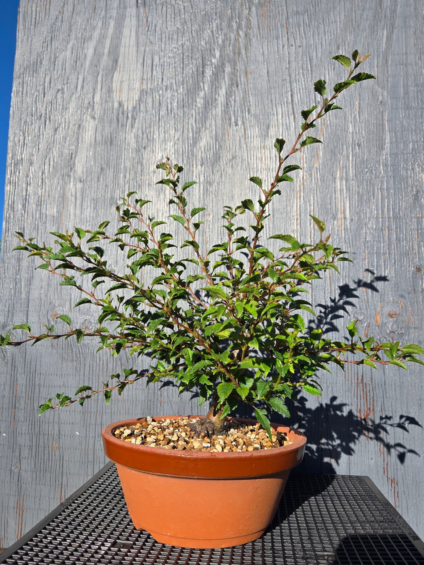 Prunus incisa, 'Kojo No Mai', Contorted Fuji, Japanese Terracotta Pot
