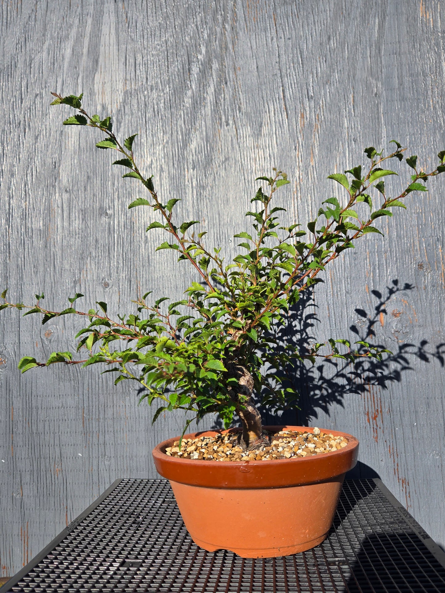 Prunus incisa, 'Kojo No Mai', Contorted Fuji, Japanese Terracotta Pot