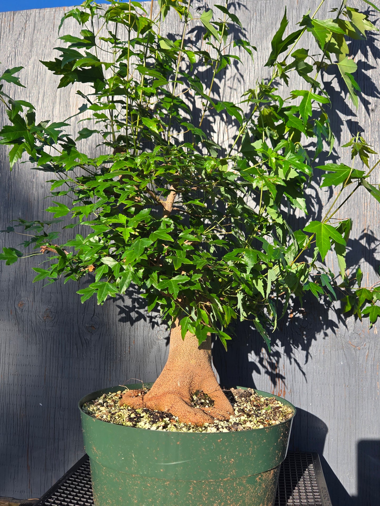 Trident Maple, Acer buergerianum, Ab3summer25