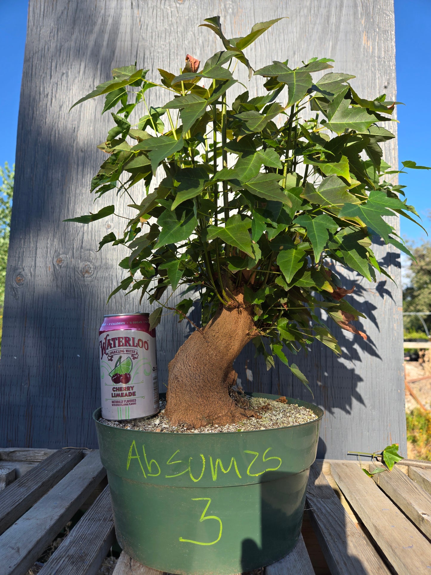 Trident Maple, Acer buergerianum, Absummer25,3