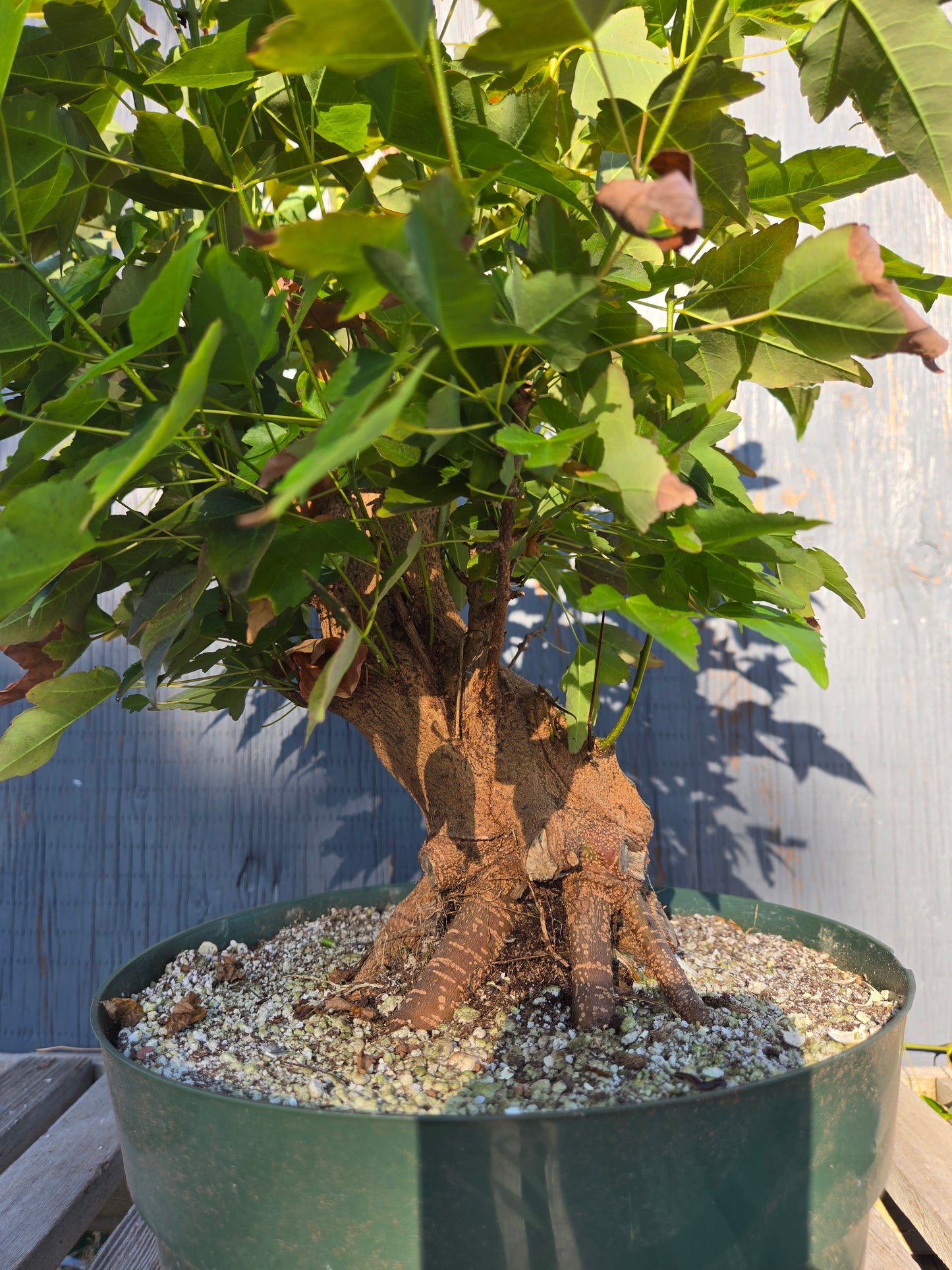 Trident Maple, Acer buergerianum, Absummer25,3