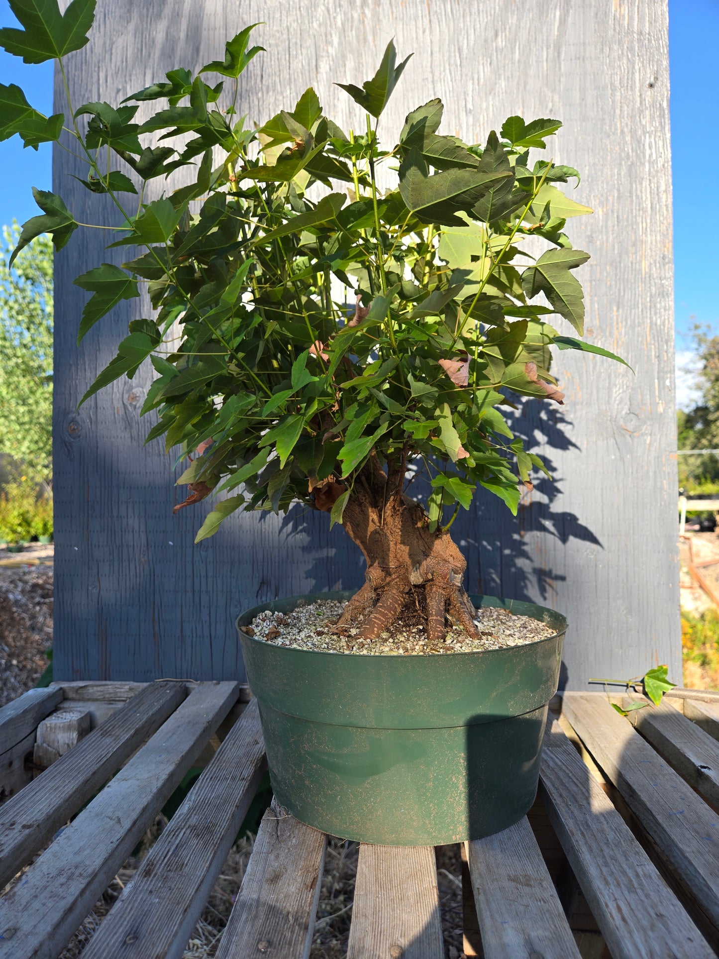 Trident Maple, Acer buergerianum, Absummer25,3