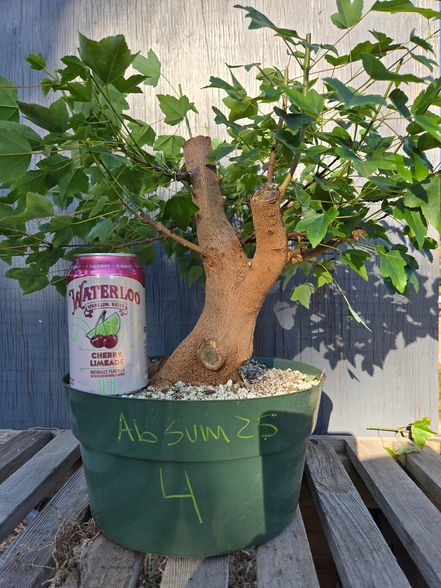 Trident Maple, Acer buergerianum, Absummer25,4