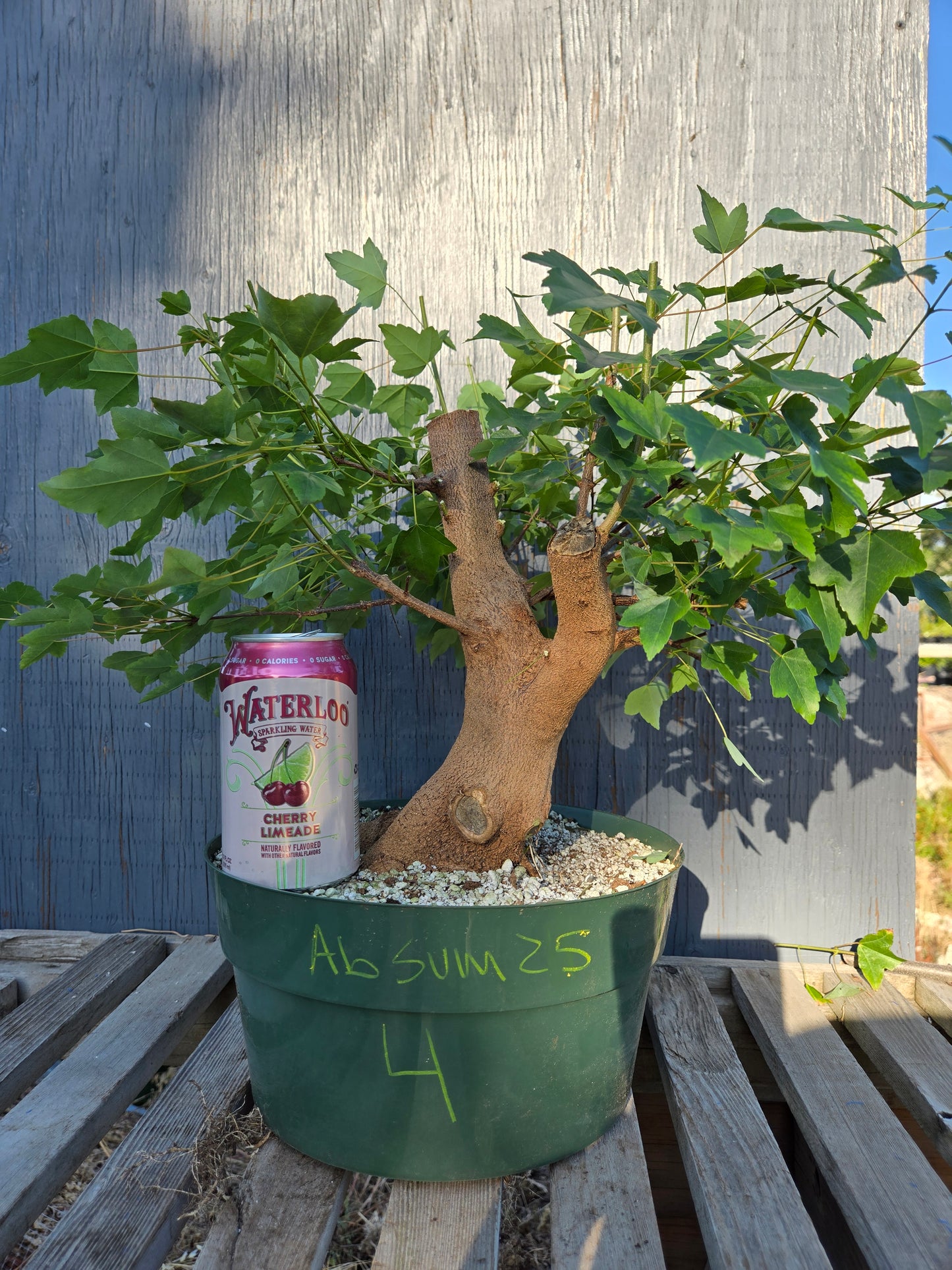 Trident Maple, Acer buergerianum, Absummer25,4