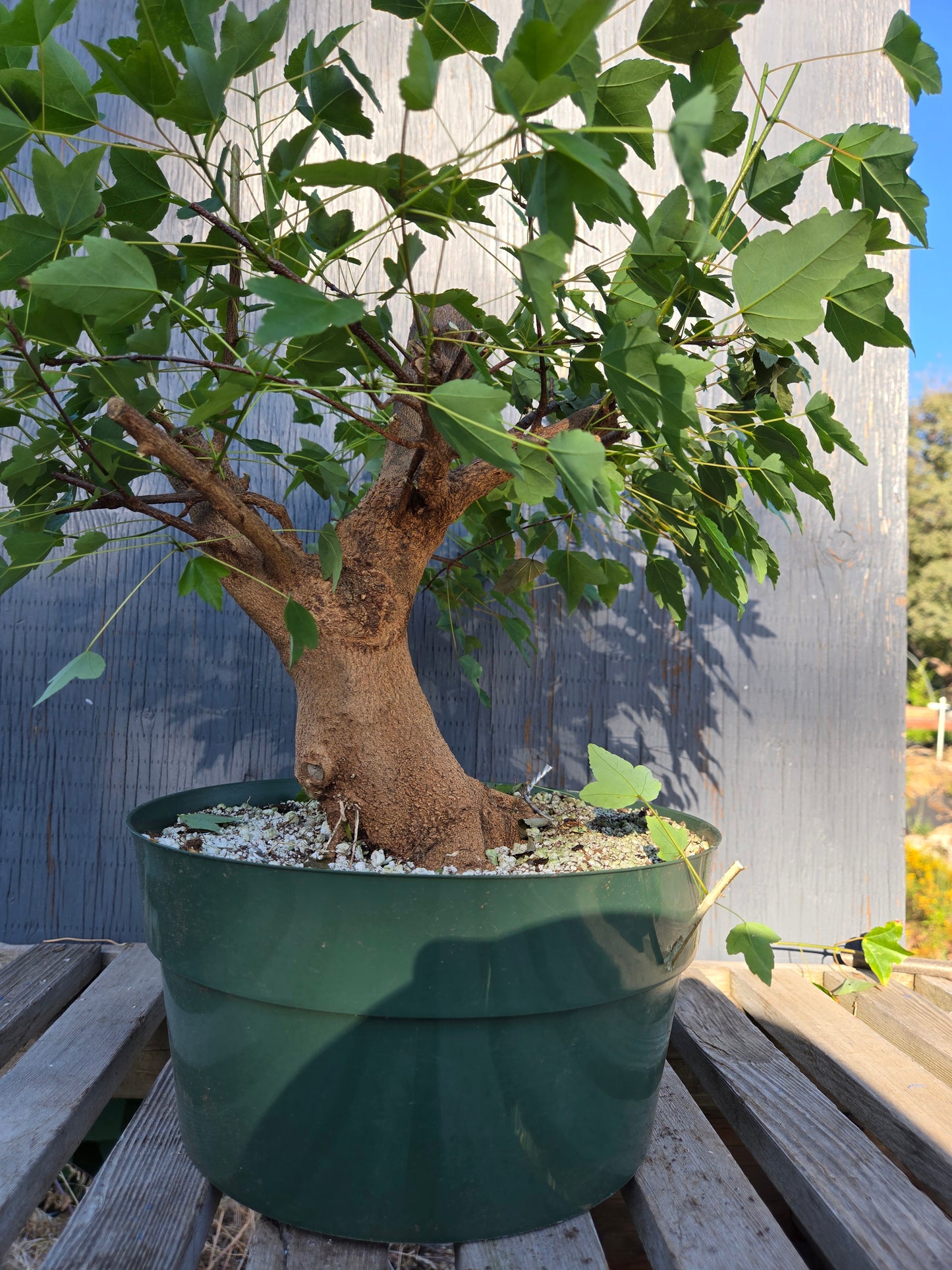 Trident Maple, Acer buergerianum, Absummer25,4