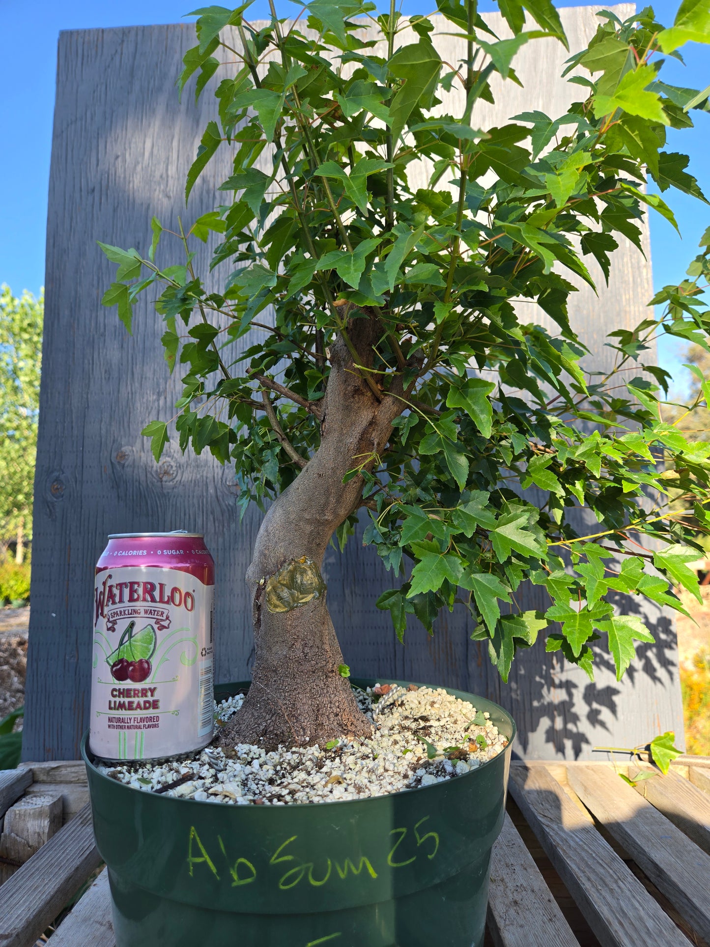 Trident Maple, Acer buergerianum, Absummer25,5