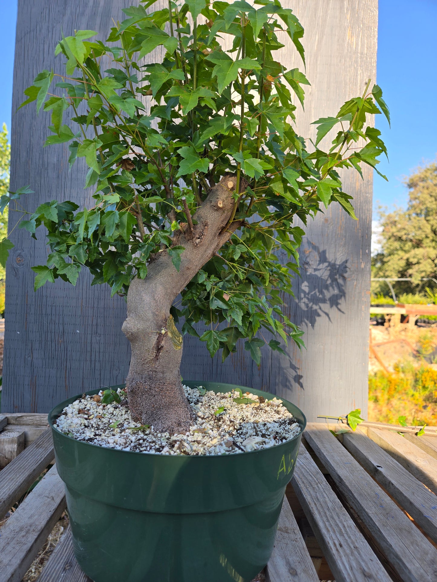 Trident Maple, Acer buergerianum, Absummer25,5
