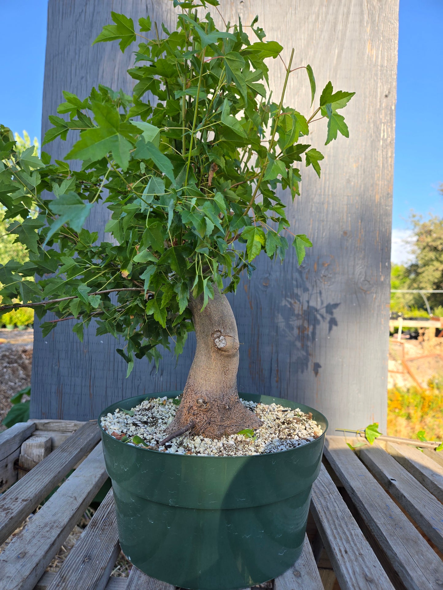 Trident Maple, Acer buergerianum, Absummer25,5