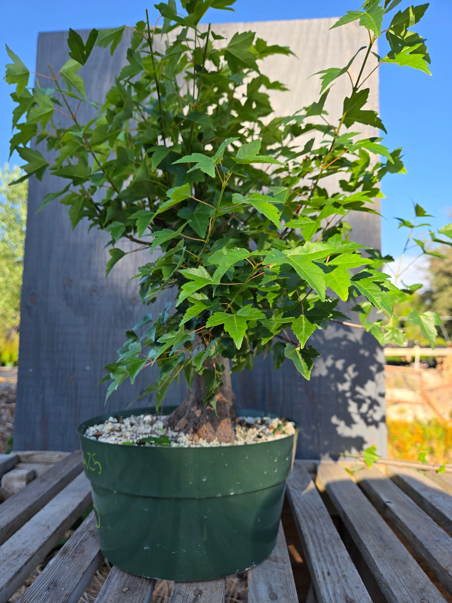 Trident Maple, Acer buergerianum, Absummer25,5