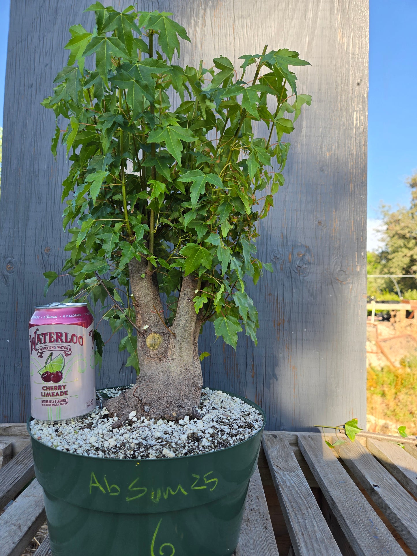 Trident Maple, Acer buergerianum, Absummer25,6