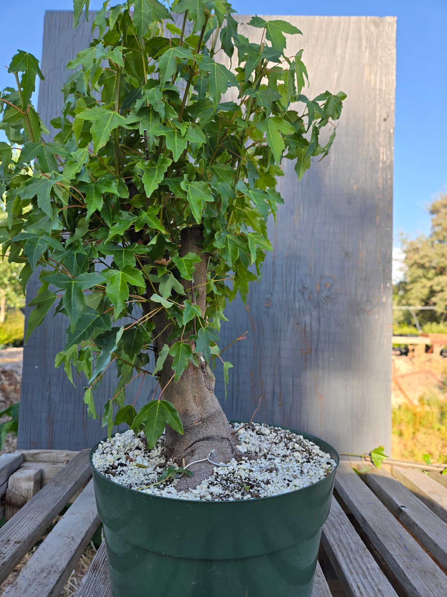 Trident Maple, Acer buergerianum, Absummer25,6