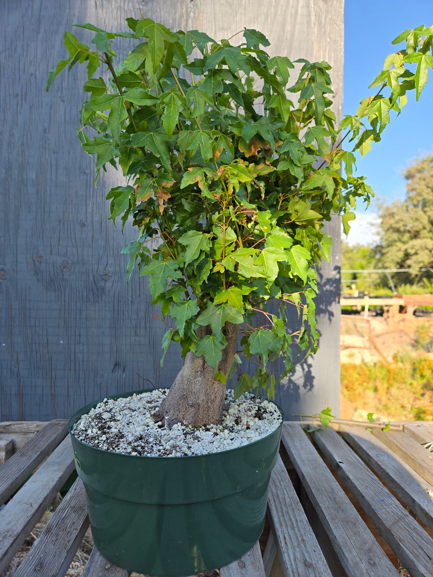 Trident Maple, Acer buergerianum, Absummer25,6