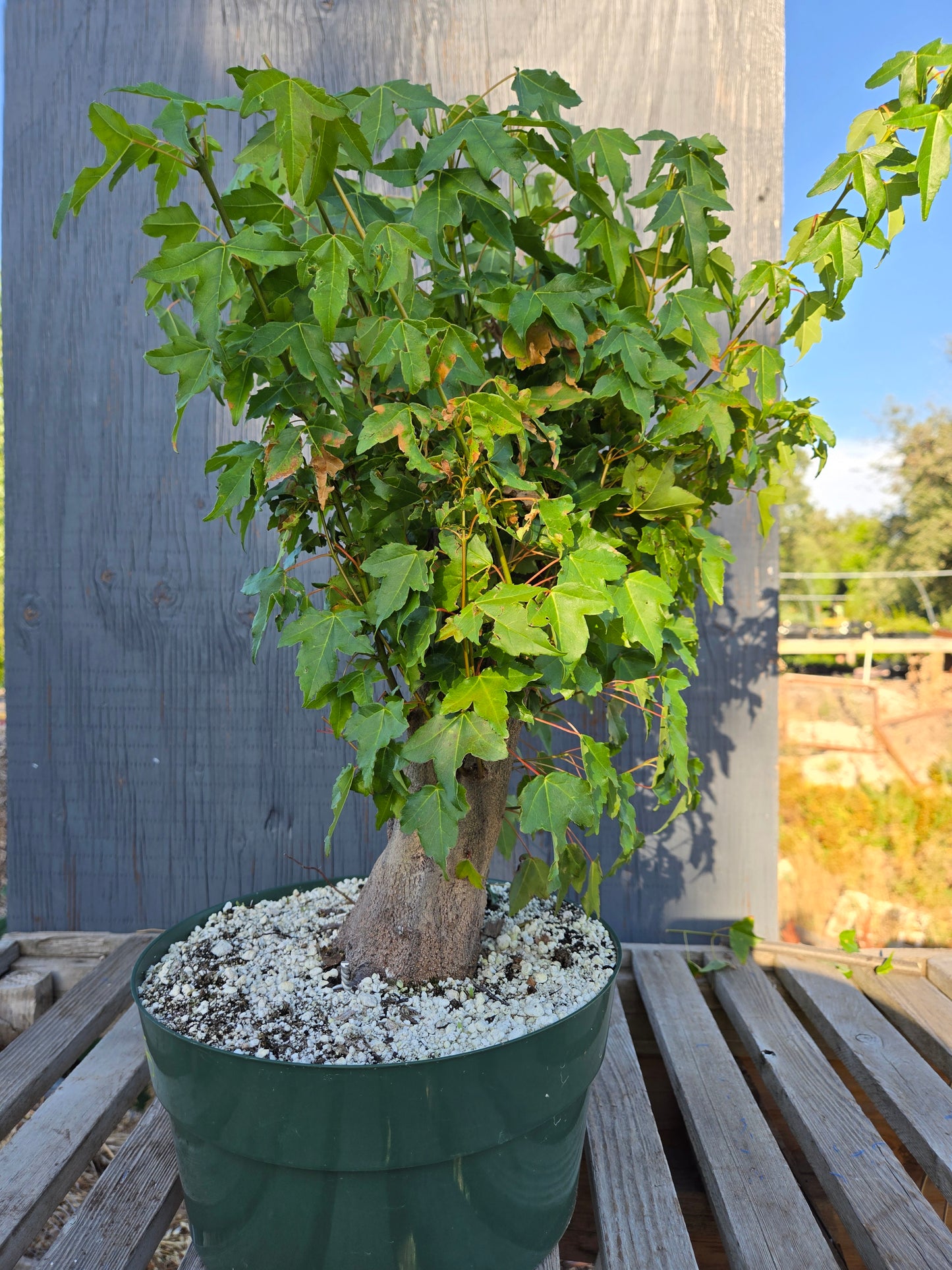 Trident Maple, Acer buergerianum, Absummer25,6