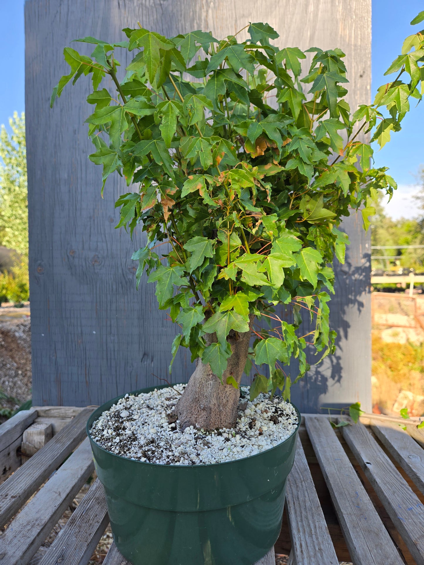 Trident Maple, Acer buergerianum, Absummer25,6