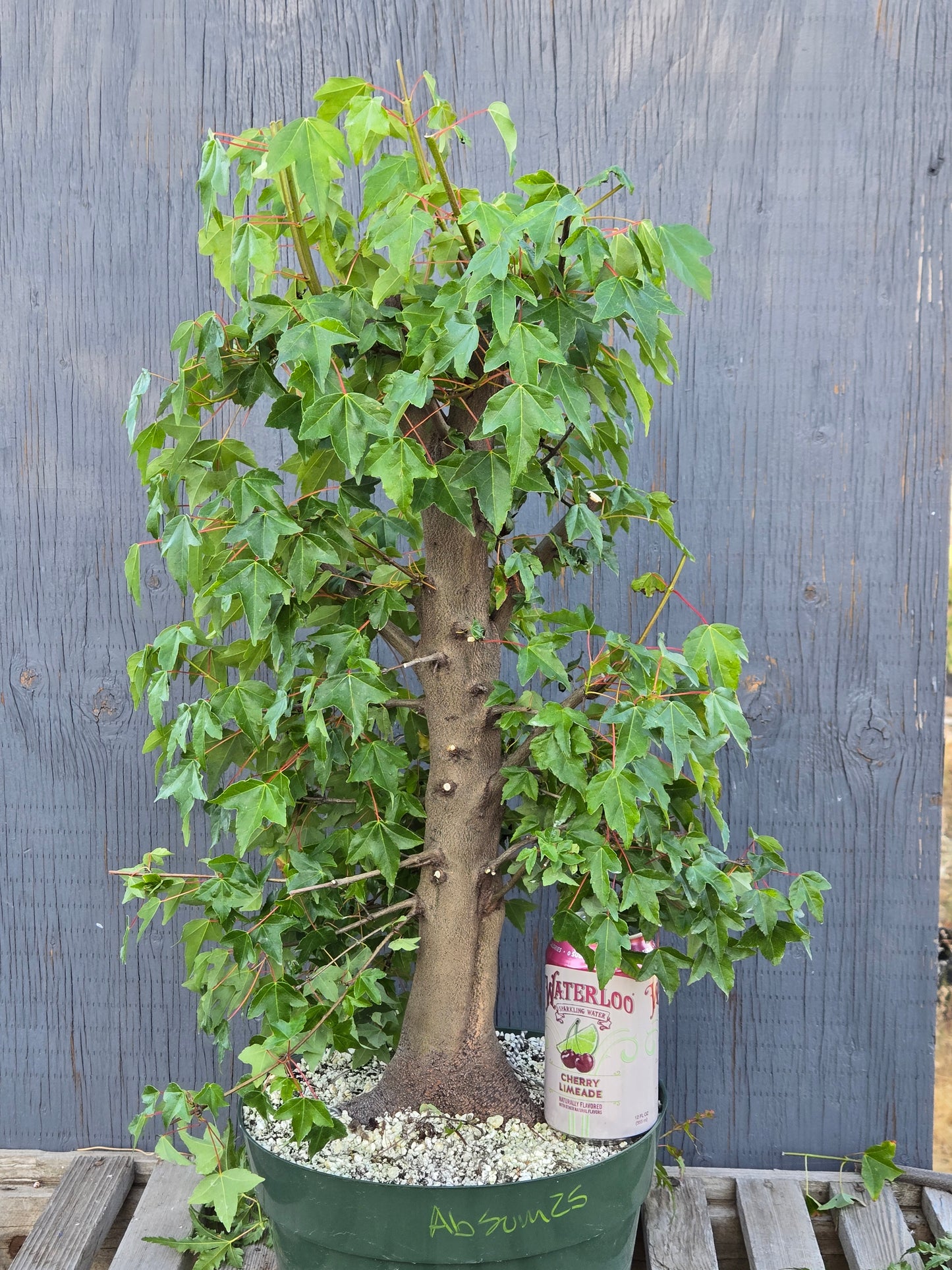 Trident Maple, Acer buergerianum, Absummer25,12