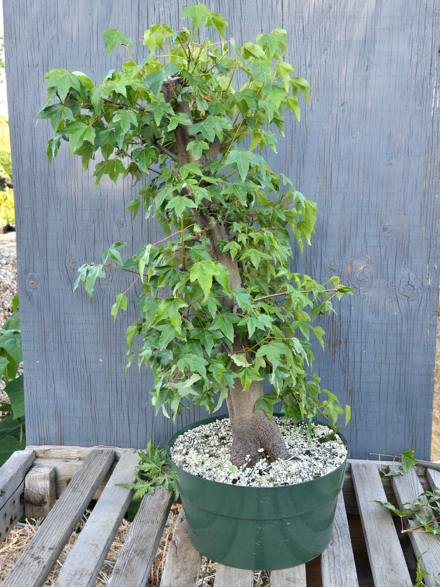 Trident Maple, Acer buergerianum, Absummer25,12