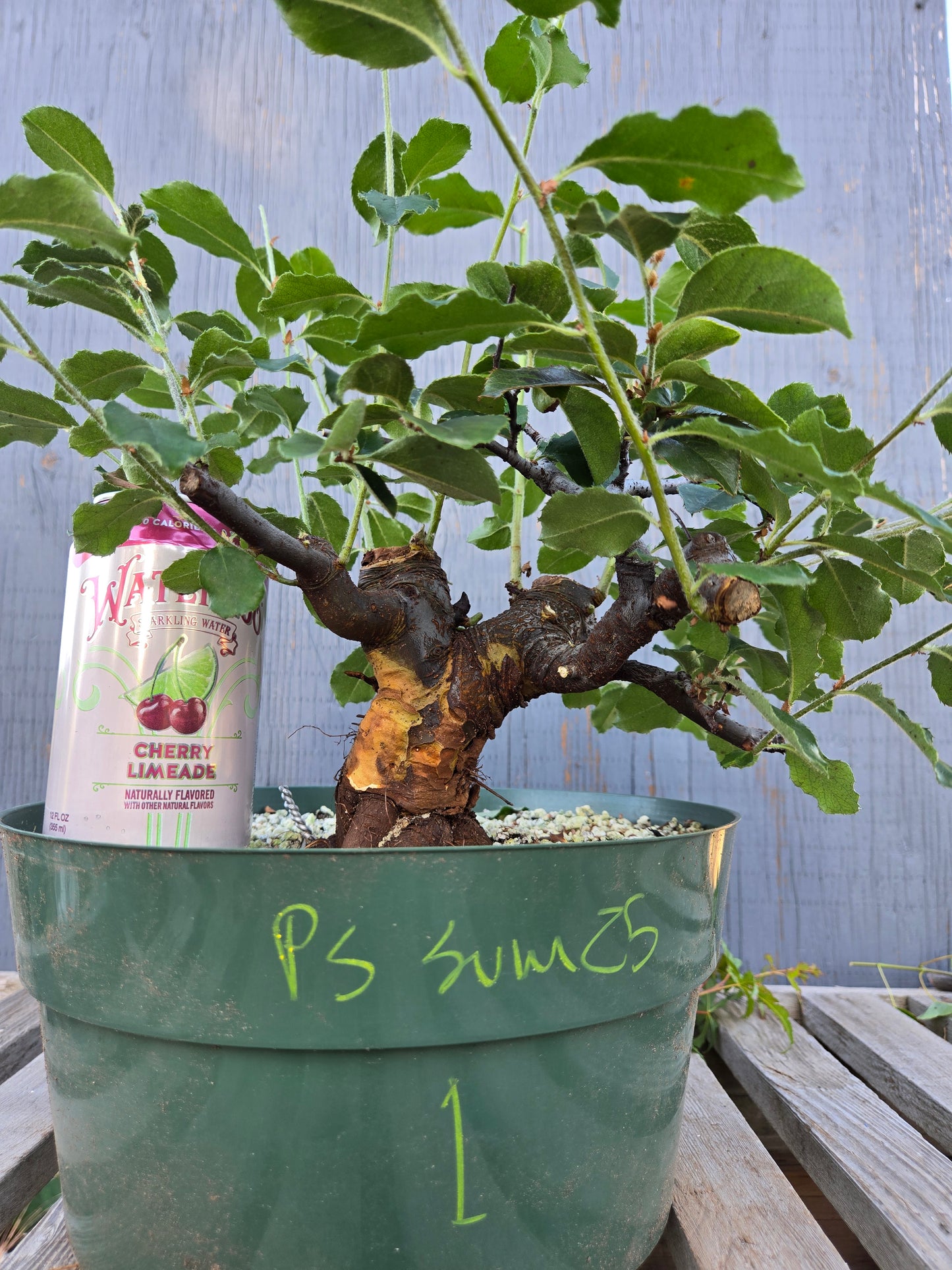 Chinese Quince, Pseudocydonia sinensis, Pssummer25,1