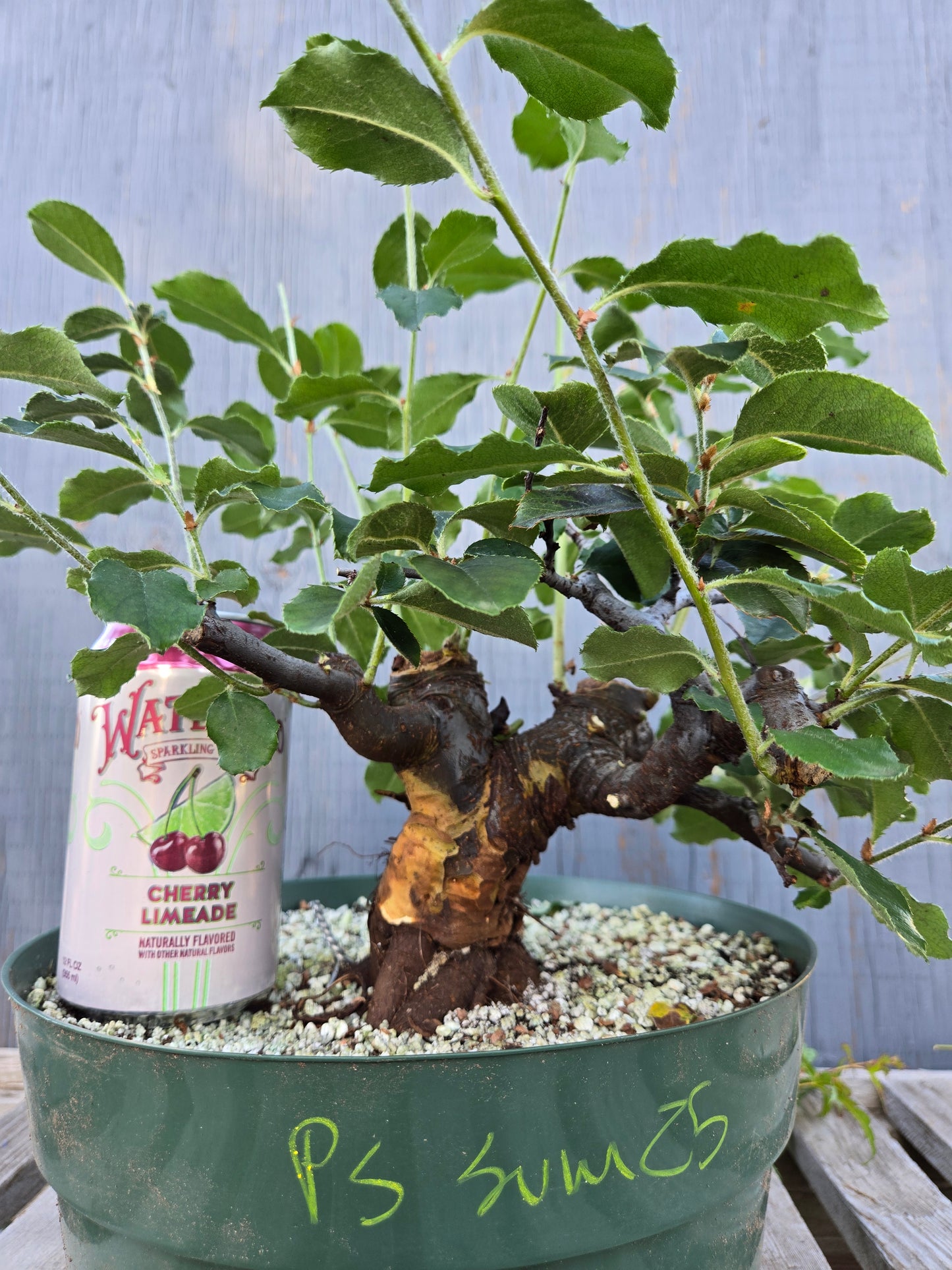 Chinese Quince, Pseudocydonia sinensis, Pssummer25,1