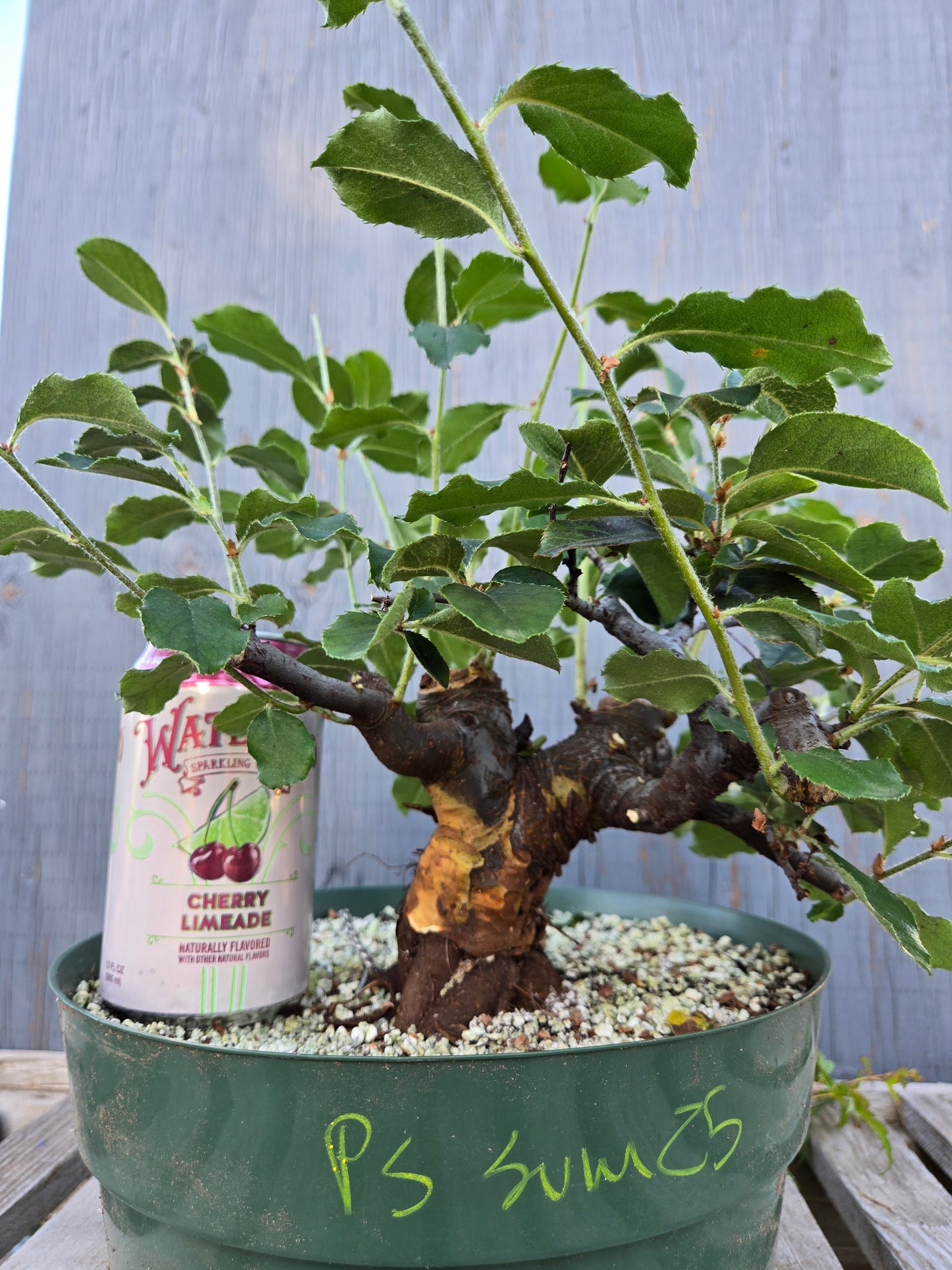 Chinese Quince, Pseudocydonia sinensis, Pssummer25,1
