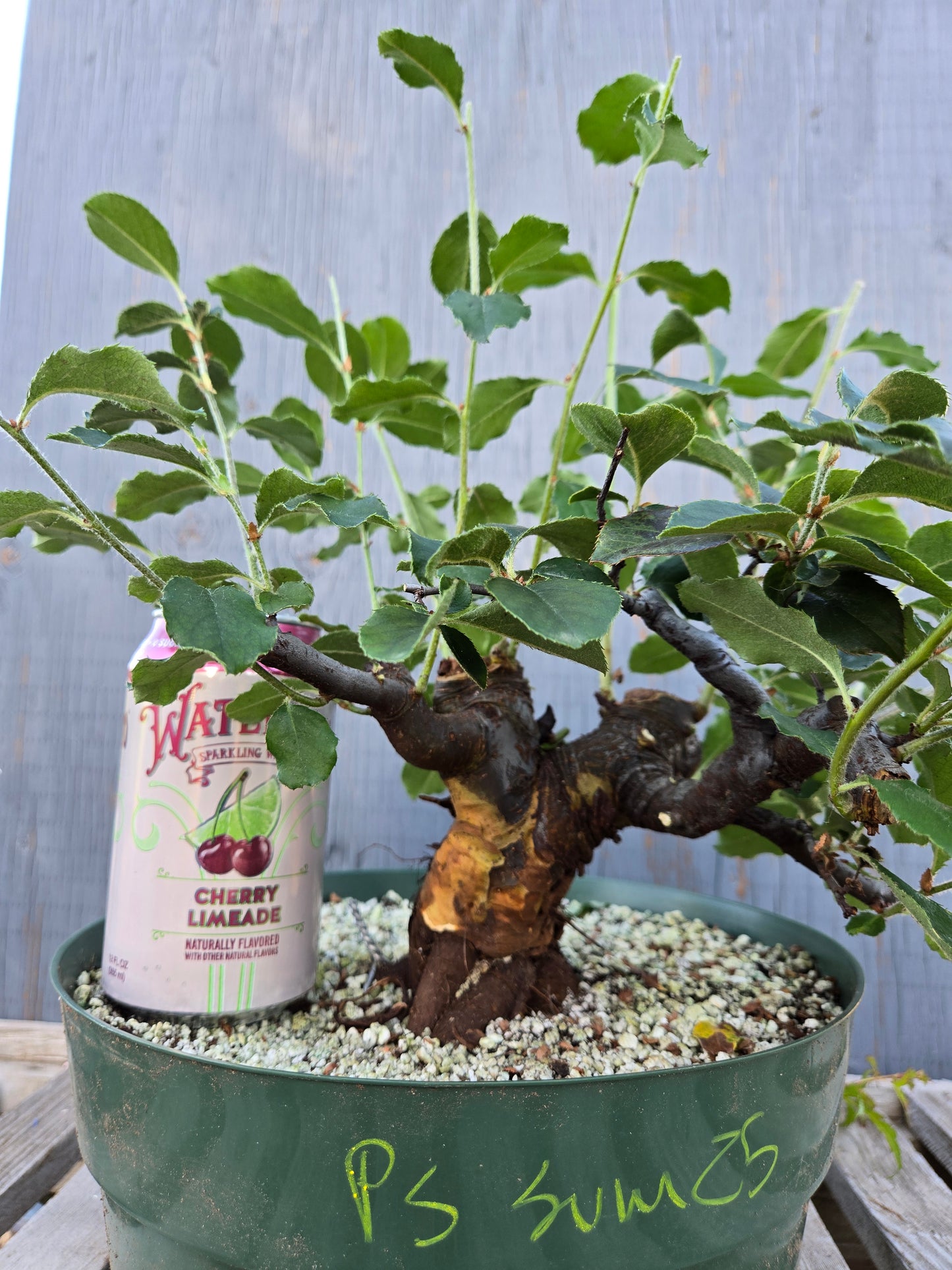 Chinese Quince, Pseudocydonia sinensis, Pssummer25,1