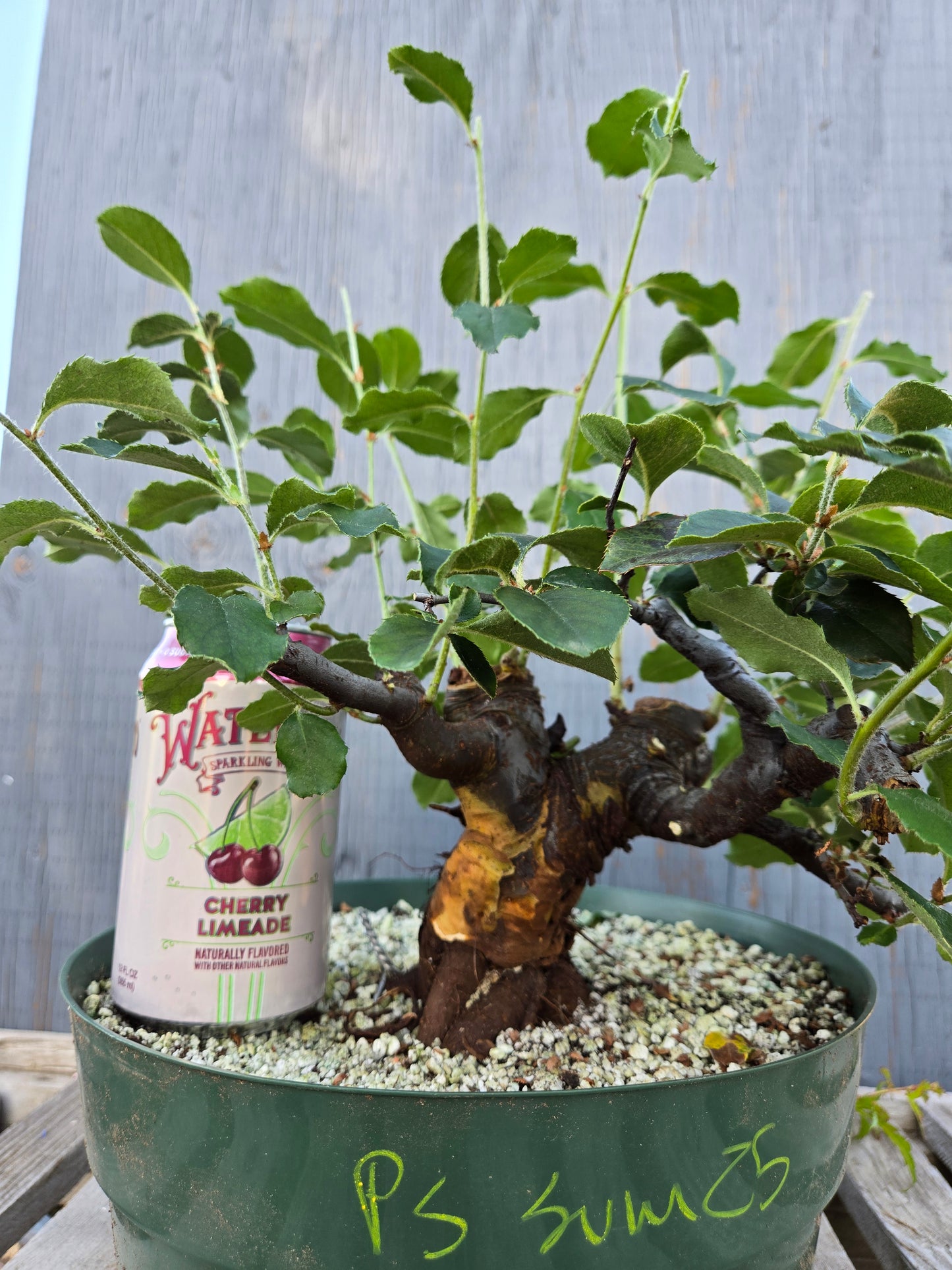 Chinese Quince, Pseudocydonia sinensis, Pssummer25,1