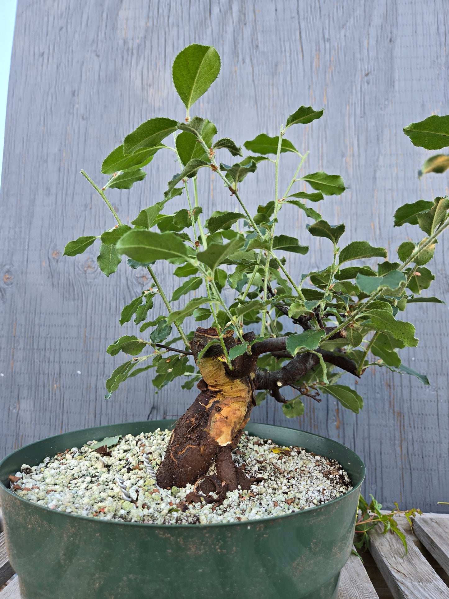 Chinese Quince, Pseudocydonia sinensis, Pssummer25,1